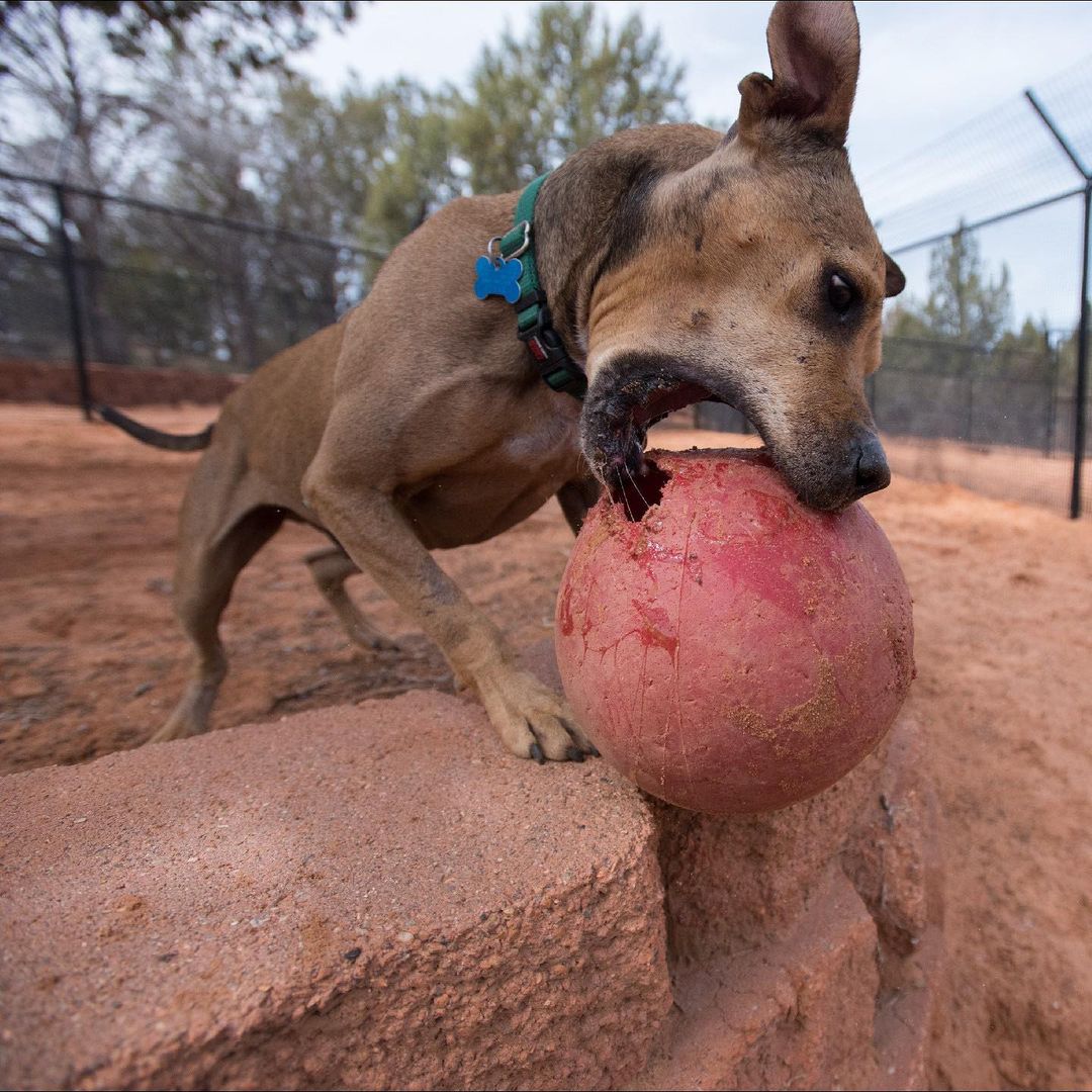 Dingo was rescued from a dogfighting bust before coming to the Sanctuary. The years haven’t been kind to him— his body is marked with scars, and he needs continuing treatment for health issues related to his past. 😢

Yet Dingo’s approach to life is one of pure playfulness and joy. 💞  He’s so lighthearted and fun that he makes everyone around him happy. He’s a shining example of what it looks like to overcome adversity and live life to its fullest potential — even if things aren’t 100% perfect.

This <a target='_blank' href='https://www.instagram.com/explore/tags/GivingTuesday/'>#GivingTuesday</a>, you can help pets like Dingo find healing, hope and the lifesaving chance they need. And perhaps the best part — your generosity will go twice as far because every gift is MATCHED! Donate today via the link in our bio. 💝 <a target='_blank' href='https://www.instagram.com/explore/tags/SaveThemAll/'>#SaveThemAll</a>