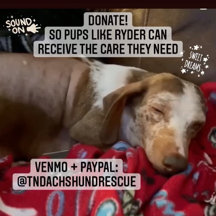 Happy <a target='_blank' href='https://www.instagram.com/explore/tags/givingtuesday/'>#givingtuesday</a> Everyone! ✨💙🙏
If you would like to support Tennessee Dachshund Rescue and our mission to help the homeless pups of TN no matter their age or condition, here is how you can help!
💫Donate: Venmo + Paypal - @tndachshundrescue
💫Facebook (aka Meta) is matching $8 MILLION is donations! Follow + donate there: @tndachshundrescue
💫Buy: a gift that gives twice! TDR shirts make great gifts for a cause. Purchase one here: https://www.bonfire.com/tennessee-dachshund-rescue-4/?fbclid=IwAR39uva9o1lKS_b1oof0peijqG5dYOlzjDhYvJKI9vHoblqzqhG2VdGY8s8 
(Or check our stories or FB page for the link!🙃)

Thank you ALL for being our angels all year long as we help these sweet <a target='_blank' href='https://www.instagram.com/explore/tags/doxies/'>#doxies</a> <a target='_blank' href='https://www.instagram.com/explore/tags/dachshunds/'>#dachshunds</a> <a target='_blank' href='https://www.instagram.com/explore/tags/sausagedogs/'>#sausagedogs</a> <a target='_blank' href='https://www.instagram.com/explore/tags/rescuedogs/'>#rescuedogs</a> or however you name these precious pups. WE CAN’T DO THIS WITHOUT YOU. 💜 
Happy Holidays! 
Love, 
Tennessee Dachshund Rescue
.
.
.
<a target='_blank' href='https://www.instagram.com/explore/tags/tennessee/'>#tennessee</a> <a target='_blank' href='https://www.instagram.com/explore/tags/goodvibes/'>#goodvibes</a> <a target='_blank' href='https://www.instagram.com/explore/tags/happyholidays/'>#happyholidays</a> <a target='_blank' href='https://www.instagram.com/explore/tags/love/'>#love</a>