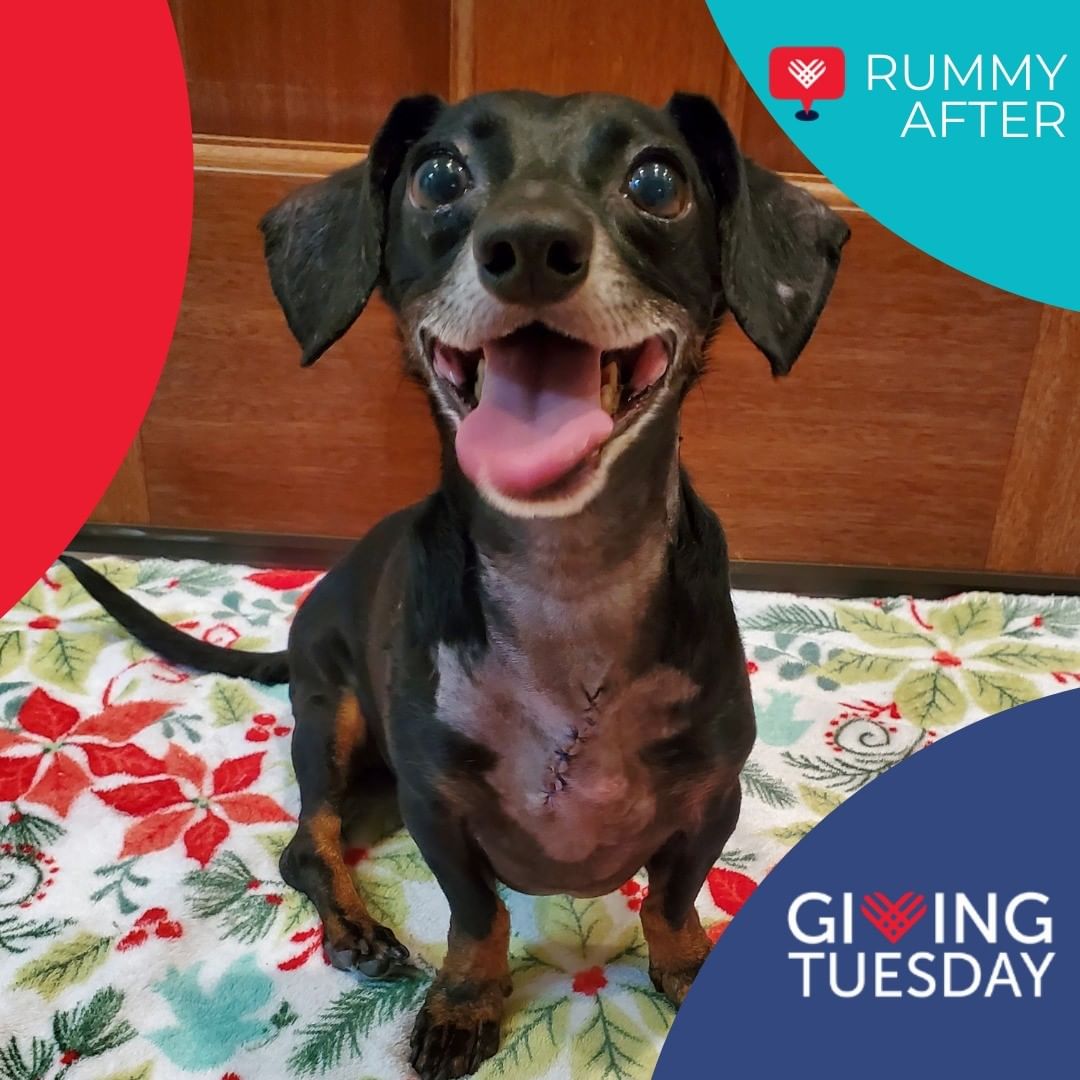 Meet Rummy!

Rummy was rescued from the Galveston County Animal Resource Center just a few days before Thanksgiving after being attacked by another animal. He is currently recovering with stitches and drain tubes but is so happy to have been rescued that nothing will stop that smile! Your Giving Tuesday donations will not only help him during his recovery but allow us to rescue more just like him. 

You can donate on our website www.secondchancepets.org or here on Facebook on our Giving Tuesday Fundraiser https://www.facebook.com/donate/1063077974521950/

Your contribution will make an impact, whether you donate $5 or $500. Every little bit helps. Thank you for your support. 

<a target='_blank' href='https://www.instagram.com/explore/tags/GivingTuesday/'>#GivingTuesday</a> <a target='_blank' href='https://www.instagram.com/explore/tags/Houston/'>#Houston</a> <a target='_blank' href='https://www.instagram.com/explore/tags/rescue/'>#rescue</a> <a target='_blank' href='https://www.instagram.com/explore/tags/adoptdontshop/'>#adoptdontshop</a> <a target='_blank' href='https://www.instagram.com/explore/tags/Dog/'>#Dog</a> <a target='_blank' href='https://www.instagram.com/explore/tags/GivingTuesday2021/'>#GivingTuesday2021</a>