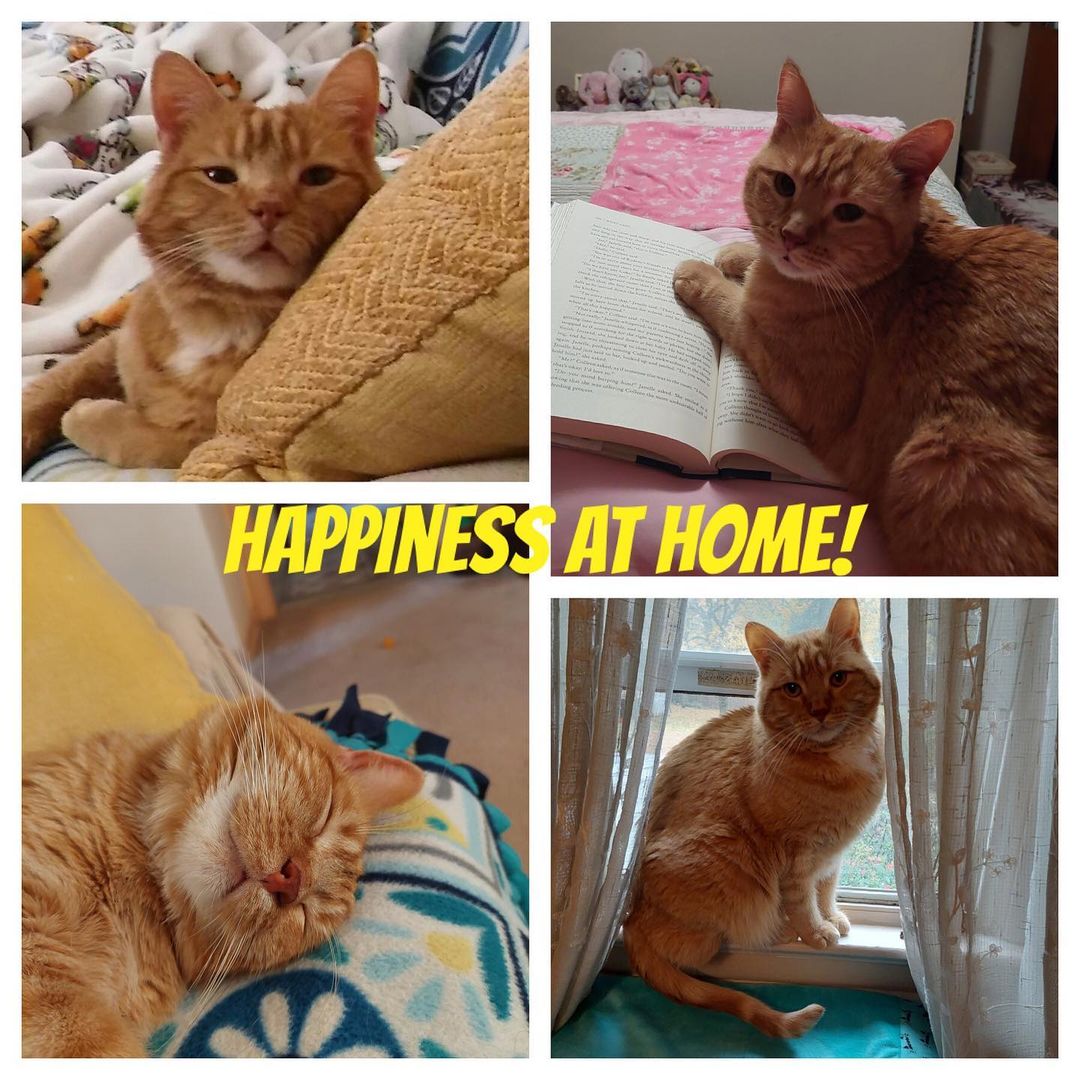 Look at that face - from homeless and unwanted  to happy and home 🥰 Robbie is loving life with his mama and he took the time to send us a note to share with you💙

“I was sadly a casualty of divorce. I don't know what that means except that I was tossed outside in the winter 🥶 Luckily someone found me and I was brought to SAVE. I was hungry and cold and my fur was matted and my eyes were gunky. 
I had a little chip inside me that said who I belonged to but they didn't want me anymore😢 I don't know why because I'm a very good boy! The nice doctor fixed me up good as new and the staff fed and played with me for two months until my new mommy came to adopt me after seeing my picture and hearing my story. 🐱Her kitty Chloe had just gone over the rainbow bridge and she was very sad. I was a little wild the first few nights and was afraid she wouldn't want to keep me but I quickly learned good manners, I'm very smart😉After just a few days I settled in and made myself quite at home as her constant companion and then she wasn't so sad anymore 👍🏼
I love to look out the windows, play with my toys (sometimes in the middle of the night), nap in warm places and help my mom with whatever she is doing like laundry and changing the bed😅Sometimes when she is watching TV I remind her that I'm here even though she would never forget. I like to curl up next to her rather than sit on her lap but mostly I love to be held like a baby over her shoulder even though I'm a big boy. There were lots of beautiful and wonderful kitties when she came to SAVE, and I'm so glad she picked me!🥰

Mom said to say thank you for all you do for the doggies and kitties you rescue and that you are all angels even though we can't see your wings. God bless!”

<a target='_blank' href='https://www.instagram.com/explore/tags/savehomelessanimals/'>#savehomelessanimals</a> <a target='_blank' href='https://www.instagram.com/explore/tags/adoptdontshop/'>#adoptdontshop</a> <a target='_blank' href='https://www.instagram.com/explore/tags/secondchance/'>#secondchance</a> <a target='_blank' href='https://www.instagram.com/explore/tags/orangetabby/'>#orangetabby</a> <a target='_blank' href='https://www.instagram.com/explore/tags/purrito/'>#purrito</a> <a target='_blank' href='https://www.instagram.com/explore/tags/adopted/'>#adopted</a> <a target='_blank' href='https://www.instagram.com/explore/tags/meow/'>#meow</a> <a target='_blank' href='https://www.instagram.com/explore/tags/adoptasheltercat/'>#adoptasheltercat</a> <a target='_blank' href='https://www.instagram.com/explore/tags/happikyeverafter/'>#happikyeverafter</a> <a target='_blank' href='https://www.instagram.com/explore/tags/purrfect/'>#purrfect</a> <a target='_blank' href='https://www.instagram.com/explore/tags/simplypurrfect/'>#simplypurrfect</a> <a target='_blank' href='https://www.instagram.com/explore/tags/petsarefamily/'>#petsarefamily</a> <a target='_blank' href='https://www.instagram.com/explore/tags/centraljersey/'>#centraljersey</a> <a target='_blank' href='https://www.instagram.com/explore/tags/princeton/'>#princeton</a> <a target='_blank' href='https://www.instagram.com/explore/tags/montgomerynj/'>#montgomerynj</a> <a target='_blank' href='https://www.instagram.com/explore/tags/skillmannj/'>#skillmannj</a> <a target='_blank' href='https://www.instagram.com/explore/tags/bellemeadnj/'>#bellemeadnj</a>