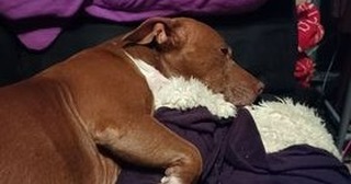 **COURTESY POST IMMEDIATE FOSTER OR ADOPTER NEEDED**
With all sadness my landlord will not let me keep my female pit/dachshund  do to him having a pit bull and the two doesn't get along. My dog Gidget gets along great with other dogs. Never bit or shown aggression toward anyone or any animals. Very lovable to kids too. She is 9 years old. Up to date on shots. I am moving in about 4-5 months to another place. Can anyone foster her for the time being? If so I will pay for her food and whatever she needs. She has to be gone by end of week. Serious inquiries please.
If I cant get anyone to foster her can someone please consider having her as your pet? I live in Amador County California. Tonya Castorena 5309085885