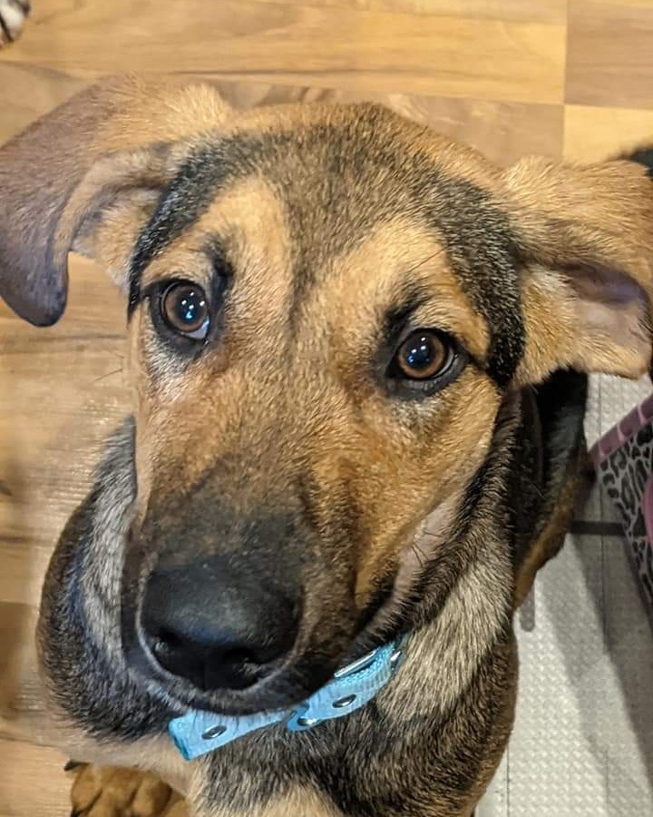 Hi, my name is Clarabelle. If you are looking for a lovable goofball, I'm your girl. I'm a 9 month old hound mix about 35 pounds but I'm still growing to match my long legs and adorable ears. Don't let the hound in me deter you as I rarely bark. The only time you hear me is when my foster brothers have a toy that I'm dying to play with. I get along with every dog I meet as well as the cat and human sister. If I'm not playing, you'll find me curled up with my human sister enjoying some cuddles. I'm also crate trained and housebroken.

To be considered the first step is to apply here: https://www.pawsup4rescue.org/dog-cat-applicaiton 
We are located in Joliet Illinois and require adopters be within a 100-mile radius to adopt. If your app is picked we will be in touch by phone to set up a private meet.  If the dog is adopted we will post the adoption pic. Information on fees can be found here: https://www.pawsup4rescue.org/adoptions
<a target='_blank' href='https://www.instagram.com/explore/tags/pu4r/'>#pu4r</a> <a target='_blank' href='https://www.instagram.com/explore/tags/PawsUp4Rescue/'>#PawsUp4Rescue</a> <a target='_blank' href='https://www.instagram.com/explore/tags/fosterdog/'>#fosterdog</a> <a target='_blank' href='https://www.instagram.com/explore/tags/rescuedog/'>#rescuedog</a> <a target='_blank' href='https://www.instagram.com/explore/tags/adoptdontshop/'>#adoptdontshop</a>