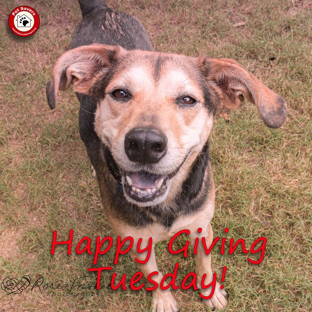 Happy <a target='_blank' href='https://www.instagram.com/explore/tags/GivingTuesday/'>#GivingTuesday</a> ! On this day you can give your support to Pet Savers in a few ways: donation via PayPal, check, or cash; or donating items off of our Amazon wish list! Both links available on our website under the Donate Tab. Your donations help keep the shelter running, and helps our rescues find the perfect homes. Thank you!
<a target='_blank' href='https://www.instagram.com/explore/tags/GivingTuesday2021/'>#GivingTuesday2021</a> <a target='_blank' href='https://www.instagram.com/explore/tags/nonprofit/'>#nonprofit</a> <a target='_blank' href='https://www.instagram.com/explore/tags/adoptmepets/'>#adoptmepets</a> <a target='_blank' href='https://www.instagram.com/explore/tags/shelterdog/'>#shelterdog</a>