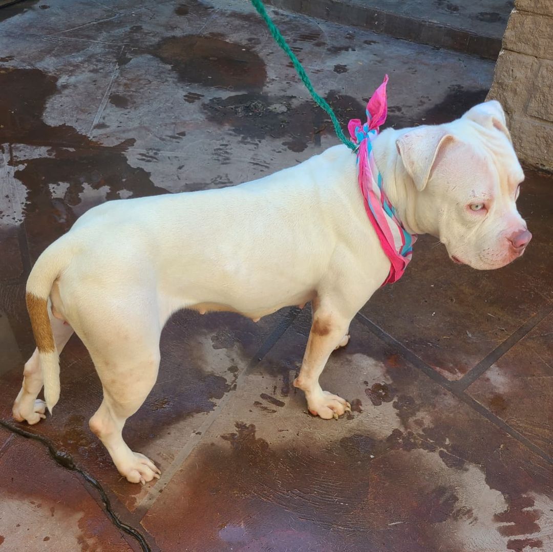 Remember this gorgeous girl? We decided to name her Pinky! That nose was too cute. We're still not sure if she's albino or not, but we're leaning towards no. She simply has gorgeous eyes! What we have learned from Pinky in the past couple weeks is that she is still working on coming out of her shell, but she gets the hang of things pretty quickly. She just needs a little patience and love to full blossom into the happy-go-lucky dog we have seen glimpses of. She's very curious and ADORES affection. She is 1-2 years old and 40-45 pounds. She will be a wonderful companion. She is available for adoption now! Located Southern California. Read more about Pinky and our process on our website, poochmatch.com. <a target='_blank' href='https://www.instagram.com/explore/tags/adopt/'>#adopt</a> <a target='_blank' href='https://www.instagram.com/explore/tags/adoptme/'>#adoptme</a> <a target='_blank' href='https://www.instagram.com/explore/tags/adoptable/'>#adoptable</a> <a target='_blank' href='https://www.instagram.com/explore/tags/adoptabledog/'>#adoptabledog</a> <a target='_blank' href='https://www.instagram.com/explore/tags/dog/'>#dog</a> <a target='_blank' href='https://www.instagram.com/explore/tags/rescue/'>#rescue</a> <a target='_blank' href='https://www.instagram.com/explore/tags/rescueme/'>#rescueme</a> <a target='_blank' href='https://www.instagram.com/explore/tags/rescuedog/'>#rescuedog</a> <a target='_blank' href='https://www.instagram.com/explore/tags/rescuedogsofinstagram/'>#rescuedogsofinstagram</a> <a target='_blank' href='https://www.instagram.com/explore/tags/rescueisthebestbreed/'>#rescueisthebestbreed</a> <a target='_blank' href='https://www.instagram.com/explore/tags/rescueismyfavoritebreed/'>#rescueismyfavoritebreed</a> <a target='_blank' href='https://www.instagram.com/explore/tags/adoptdontshop/'>#adoptdontshop</a> <a target='_blank' href='https://www.instagram.com/explore/tags/availableforadoption/'>#availableforadoption</a> <a target='_blank' href='https://www.instagram.com/explore/tags/staffordshire/'>#staffordshire</a> <a target='_blank' href='https://www.instagram.com/explore/tags/staffordshireterrier/'>#staffordshireterrier</a> <a target='_blank' href='https://www.instagram.com/explore/tags/staffy/'>#staffy</a> <a target='_blank' href='https://www.instagram.com/explore/tags/staffie/'>#staffie</a> <a target='_blank' href='https://www.instagram.com/explore/tags/amstaff/'>#amstaff</a> <a target='_blank' href='https://www.instagram.com/explore/tags/pocketpit/'>#pocketpit</a> <a target='_blank' href='https://www.instagram.com/explore/tags/pitbull/'>#pitbull</a> <a target='_blank' href='https://www.instagram.com/explore/tags/pittie/'>#pittie</a> <a target='_blank' href='https://www.instagram.com/explore/tags/pittielove/'>#pittielove</a> <a target='_blank' href='https://www.instagram.com/explore/tags/pitbullmix/'>#pitbullmix</a> <a target='_blank' href='https://www.instagram.com/explore/tags/dontbullymybreed/'>#dontbullymybreed</a> <a target='_blank' href='https://www.instagram.com/explore/tags/pitbulls/'>#pitbulls</a> <a target='_blank' href='https://www.instagram.com/explore/tags/pitbullsofinstagram/'>#pitbullsofinstagram</a> <a target='_blank' href='https://www.instagram.com/explore/tags/bullybreed/'>#bullybreed</a> <a target='_blank' href='https://www.instagram.com/explore/tags/bullymix/'>#bullymix</a> <a target='_blank' href='https://www.instagram.com/explore/tags/orangecounty/'>#orangecounty</a> <a target='_blank' href='https://www.instagram.com/explore/tags/poochmatch/'>#poochmatch</a>