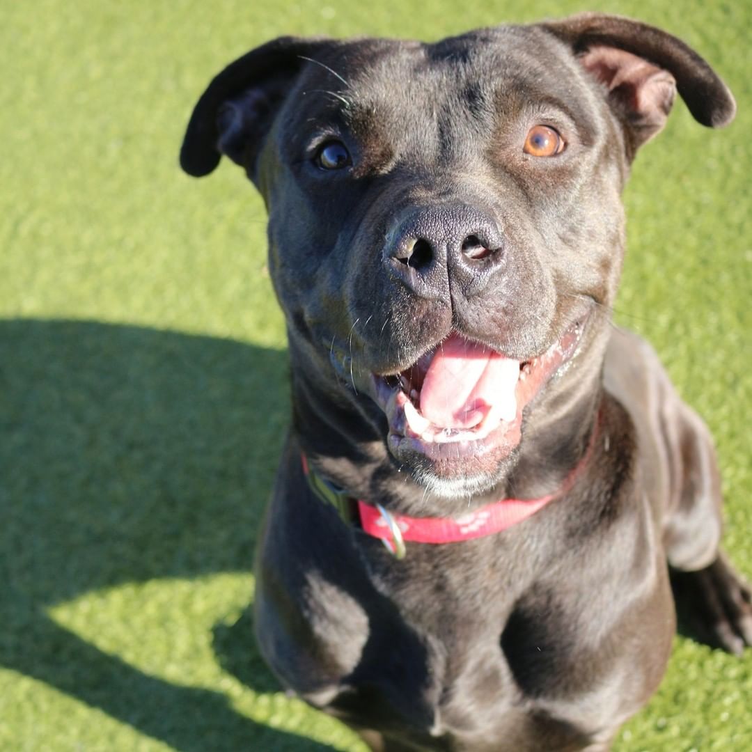 An actual progression of when we asked Harshad if he wanted a treat...

Give us a call at (316) 524-9196 to place a hold on this loveable boy today!
Visit our website www.kshumane.org to learn more about Harshad.
<a target='_blank' href='https://www.instagram.com/explore/tags/AdoptICT/'>#AdoptICT</a>