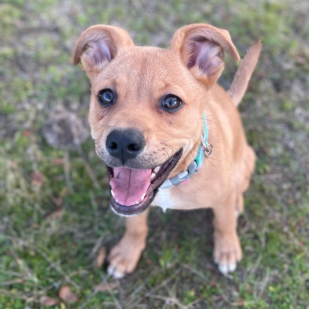 Hey there! It’s me Honey Bear! My foster mom says I’m just as sweet as honey and so very loving and cuddly. I’m a pretty amazing and well behaved 3 month old pup. I’m crate trained, seem to be house trained, good in the car, good off leash, large and small dog friendly, cat friendly, and am very quiet! I even know how to sit and am super treat motivated! My foster mom isn’t 100% sure what I am as I am a medium sized girl who is about 18 pounds right now. I will be about 50 pounds when full grown. She’s guessing me to be a Terrier and Shepherd mix! Whatever I am I sure am cute with goofy ears! I love to play with humans and other dogs and get the zoomies. I’m sure to be the perfect addition to anyone’s family. If that family is you please complete an online adoption application for me or contact my foster mom at (559)267-3607!