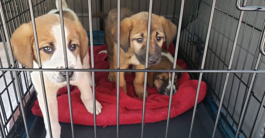 ❌🎄❌🎄❌🎄❌🎄
Urgent funds needed! Yesterday we got 3 St Bernard puppies unfortunately all 3 have parvo! We are trying desperately to save their lives! They are at On Point as quoted $1500.00 a dog to save them! If you can help us please donate or you can call and make a donation to them! Please say some prayers for these 3 sweet babies! ❌❌❌❌❌❌❌❌❌❌

Paypal : http://paypal.me/aaartinc