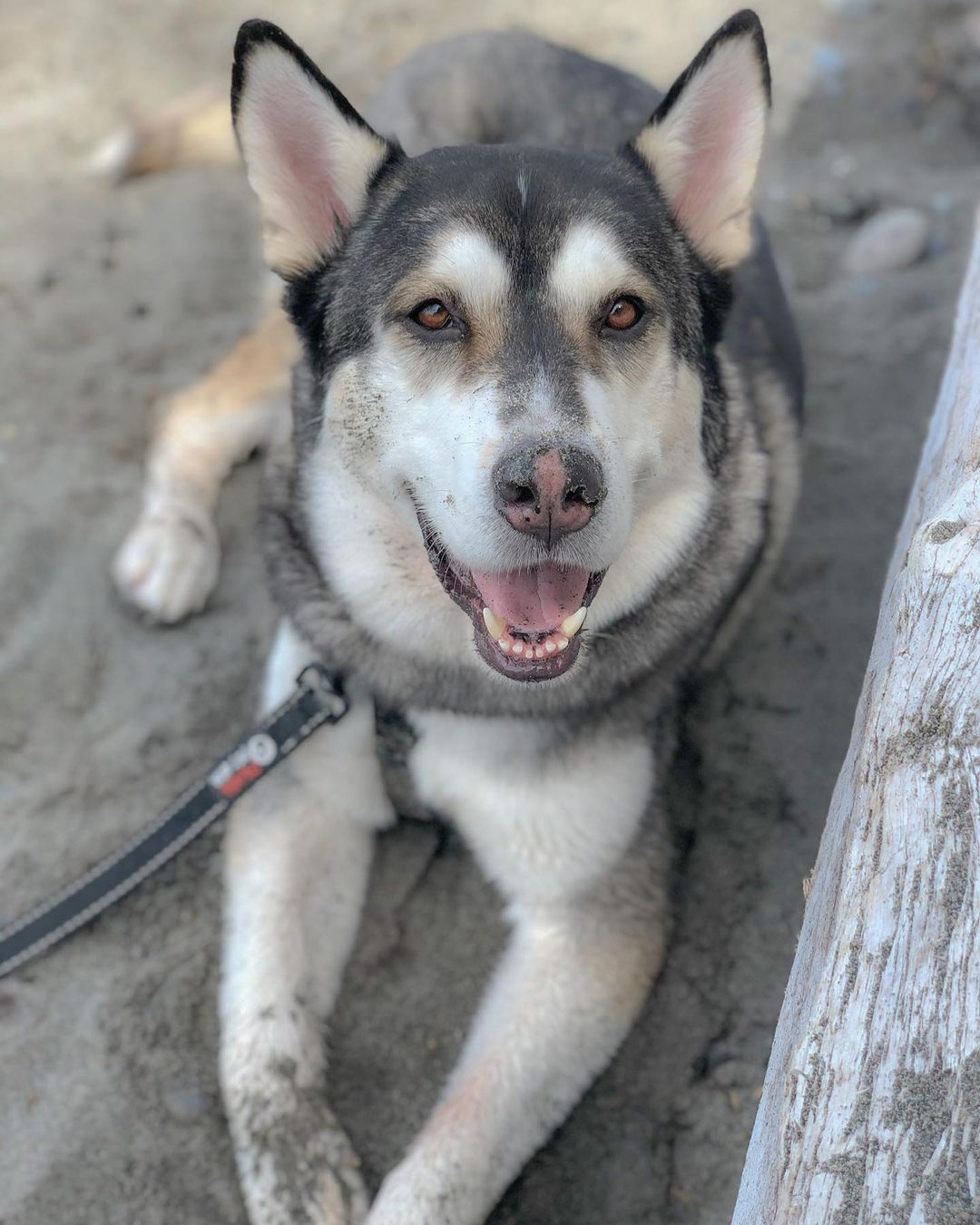 Kanga - We would really LOVE to get this sweet guy into a foster or forever home of his own as an only dog. 

This fluffball is ~4 years old and 85 pounds of smart, well-trained Malamute. He thrives on adventure and would love an active adopter! He’s a loyal pup and would be a great companion. He also LOVES the snow, walks and car rides! He loves feeling the wind in his face through an open window (car surfing). Kanga is incredibly observant and curious.
He may need a little time to build trust, but eventually he will follow everywhere and give you kisses!

If you are the active, loving home this sweet boy needs, please visit our website via the link in our bio and complete an adoption form.

**WA and OR residents only**
•
•
•
<a target='_blank' href='https://www.instagram.com/explore/tags/pnwmalamute/'>#pnwmalamute</a> <a target='_blank' href='https://www.instagram.com/explore/tags/pnwdogs/'>#pnwdogs</a> <a target='_blank' href='https://www.instagram.com/explore/tags/seattledogs/'>#seattledogs</a> <a target='_blank' href='https://www.instagram.com/explore/tags/spokanedogs/'>#spokanedogs</a> <a target='_blank' href='https://www.instagram.com/explore/tags/portlanddogs/'>#portlanddogs</a> <a target='_blank' href='https://www.instagram.com/explore/tags/seattlemalamute/'>#seattlemalamute</a> <a target='_blank' href='https://www.instagram.com/explore/tags/malamuterescue/'>#malamuterescue</a> <a target='_blank' href='https://www.instagram.com/explore/tags/malamutelife/'>#malamutelife</a> <a target='_blank' href='https://www.instagram.com/explore/tags/malamutesofinstagram/'>#malamutesofinstagram</a> <a target='_blank' href='https://www.instagram.com/explore/tags/fosteringsaveslives/'>#fosteringsaveslives</a>