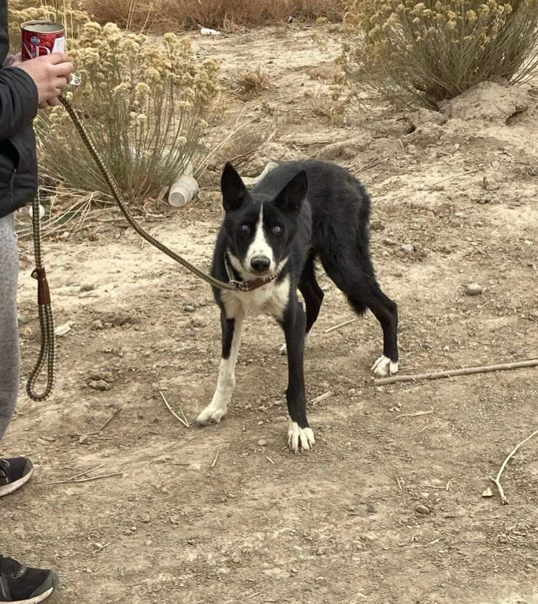 Almost $700 raised so far! @givingtuesday 

This is just one of the many happy little rescues you will be helping by donating today. 

Meet Norman. Found wandering the middle of the road, Norman was nearly gone. He is blind from untreated tickborne illnesses and completely emaciated. some amazing rescue partners got him to the vet then to us so we could give him his first hug and first bed! Well, this is his second bed since he thought the first one was a bathroom. 😅 <a target='_blank' href='https://www.instagram.com/explore/tags/liveandlearn/'>#liveandlearn</a> Thanks for supporting LIFE! <a target='_blank' href='https://www.instagram.com/explore/tags/adoptdontshop/'>#adoptdontshop</a> <a target='_blank' href='https://www.instagram.com/explore/tags/donate/'>#donate</a>