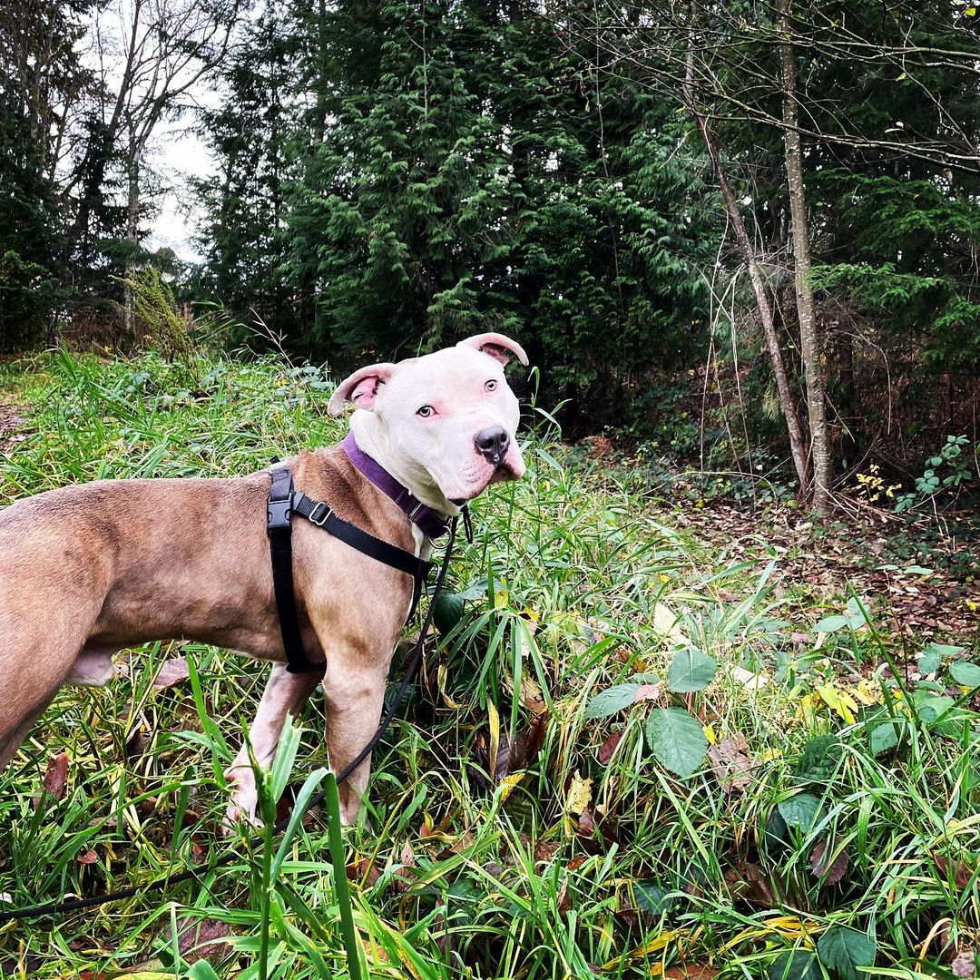 My name is Calvin and I am officially the newest member of The Pittie Project PNW!

I have been on the waitlist for a spot to open up for a few months now and one FINALLY did!  Miss Ashley says now is my time to really shine ✨ 

As the newest member I would like to thank everyone who donated yesterday for <a target='_blank' href='https://www.instagram.com/explore/tags/GivingTuesday/'>#GivingTuesday</a>.  I heard our goal was to raise $3000 and guess what!  We raised $3770!!!

Can you even believe it?! I was told that The Pittie Project PNW had the BEST supporters but now I get to see it for myself.

I’m so excited to find my forever family!  Please check out my profile at thepittieprojectpnw.org, you can even fill out an application right there to meet me!

Big thank you to @whatcomhumanesociety for everything you have done for me and for making this happen.  I love you all to the moon and back!

<a target='_blank' href='https://www.instagram.com/explore/tags/sircalvin/'>#sircalvin</a> <a target='_blank' href='https://www.instagram.com/explore/tags/shinebrightlikeadiamond/'>#shinebrightlikeadiamond</a> <a target='_blank' href='https://www.instagram.com/explore/tags/thepittieprojectpnw/'>#thepittieprojectpnw</a> <a target='_blank' href='https://www.instagram.com/explore/tags/givingtuesday/'>#givingtuesday</a> <a target='_blank' href='https://www.instagram.com/explore/tags/adoptdontshop/'>#adoptdontshop</a> <a target='_blank' href='https://www.instagram.com/explore/tags/rescueismyfavoritebreed/'>#rescueismyfavoritebreed</a> <a target='_blank' href='https://www.instagram.com/explore/tags/mylifematters/'>#mylifematters</a> <a target='_blank' href='https://www.instagram.com/explore/tags/betheirvoice/'>#betheirvoice</a>