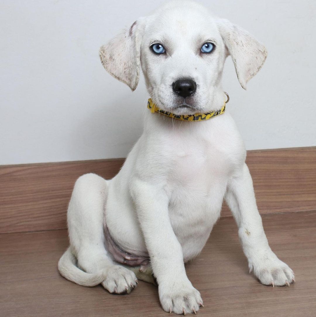 Just this pup here to say that even though this face doesn't look too impressed, you're doing a GREAT job 🤩👏 PS how striking are those eyes?! 👀😍
All available dogs and cats are posted on our website! ☺️

<a target='_blank' href='https://www.instagram.com/explore/tags/monday/'>#monday</a> <a target='_blank' href='https://www.instagram.com/explore/tags/mondaymotivation/'>#mondaymotivation</a> <a target='_blank' href='https://www.instagram.com/explore/tags/mondaymood/'>#mondaymood</a> <a target='_blank' href='https://www.instagram.com/explore/tags/dogsofinstagram/'>#dogsofinstagram</a> <a target='_blank' href='https://www.instagram.com/explore/tags/dogoftheday/'>#dogoftheday</a> <a target='_blank' href='https://www.instagram.com/explore/tags/adorable/'>#adorable</a> <a target='_blank' href='https://www.instagram.com/explore/tags/puppy/'>#puppy</a> <a target='_blank' href='https://www.instagram.com/explore/tags/puppylove/'>#puppylove</a> <a target='_blank' href='https://www.instagram.com/explore/tags/puppies/'>#puppies</a> <a target='_blank' href='https://www.instagram.com/explore/tags/blueeyes/'>#blueeyes</a> <a target='_blank' href='https://www.instagram.com/explore/tags/stunning/'>#stunning</a> <a target='_blank' href='https://www.instagram.com/explore/tags/striking/'>#striking</a> <a target='_blank' href='https://www.instagram.com/explore/tags/beautiful/'>#beautiful</a> <a target='_blank' href='https://www.instagram.com/explore/tags/toocute/'>#toocute</a>