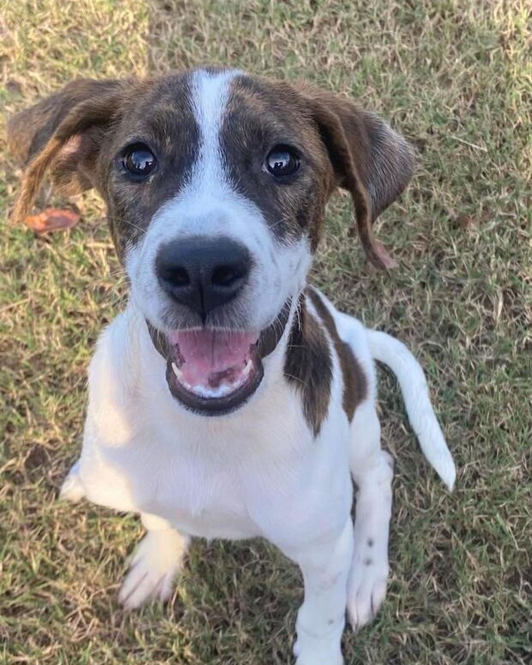 Meet ℂℍ𝔼ℝ💖
She is a Hound mix, approx 5-6 months old, has received all age appropriate vaccines, good with other dogs, has not been cat tested. Please use <a target='_blank' href='https://www.instagram.com/explore/tags/linkinbio/'>#linkinbio</a> to apply today.
.
 <a target='_blank' href='https://www.instagram.com/explore/tags/rescuedog/'>#rescuedog</a> <a target='_blank' href='https://www.instagram.com/explore/tags/dogsofinstagram/'>#dogsofinstagram</a> <a target='_blank' href='https://www.instagram.com/explore/tags/adoptdontshop/'>#adoptdontshop</a> <a target='_blank' href='https://www.instagram.com/explore/tags/adopt/'>#adopt</a> <a target='_blank' href='https://www.instagram.com/explore/tags/adoption/'>#adoption</a> <a target='_blank' href='https://www.instagram.com/explore/tags/rescuedogsofinstagram/'>#rescuedogsofinstagram</a> <a target='_blank' href='https://www.instagram.com/explore/tags/dog/'>#dog</a> <a target='_blank' href='https://www.instagram.com/explore/tags/dogs/'>#dogs</a> <a target='_blank' href='https://www.instagram.com/explore/tags/rescue/'>#rescue</a> <a target='_blank' href='https://www.instagram.com/explore/tags/instadog/'>#instadog</a> <a target='_blank' href='https://www.instagram.com/explore/tags/dogoftheday/'>#dogoftheday</a> <a target='_blank' href='https://www.instagram.com/explore/tags/rescuedogs/'>#rescuedogs</a> <a target='_blank' href='https://www.instagram.com/explore/tags/savinglives/'>#savinglives</a> <a target='_blank' href='https://www.instagram.com/explore/tags/rescuedismyfavoritebreed/'>#rescuedismyfavoritebreed</a> <a target='_blank' href='https://www.instagram.com/explore/tags/dogsofinsta/'>#dogsofinsta</a> <a target='_blank' href='https://www.instagram.com/explore/tags/doglovers/'>#doglovers</a> <a target='_blank' href='https://www.instagram.com/explore/tags/doggo/'>#doggo</a> <a target='_blank' href='https://www.instagram.com/explore/tags/muttsofinstagram/'>#muttsofinstagram</a> <a target='_blank' href='https://www.instagram.com/explore/tags/happydog/'>#happydog</a> <a target='_blank' href='https://www.instagram.com/explore/tags/puppiesofinstagram/'>#puppiesofinstagram</a> <a target='_blank' href='https://www.instagram.com/explore/tags/ilovemydog/'>#ilovemydog</a> <a target='_blank' href='https://www.instagram.com/explore/tags/hhar/'>#hhar</a> <a target='_blank' href='https://www.instagram.com/explore/tags/harveyshopeanimalrescue/'>#harveyshopeanimalrescue</a> <a target='_blank' href='https://www.instagram.com/explore/tags/donate/'>#donate</a> <a target='_blank' href='https://www.instagram.com/explore/tags/nonprofit/'>#nonprofit</a>