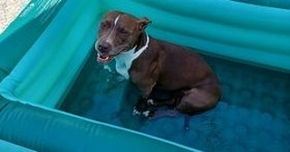 **COURTESY POST IMMEDIATE FOSTER OR ADOPTER NEEDED**
With all sadness my landlord will not let me keep my female pit/dachshund  do to him having a pit bull and the two doesn't get along. My dog Gidget gets along great with other dogs. Never bit or shown aggression toward anyone or any animals. Very lovable to kids too. She is 9 years old. Up to date on shots. I am moving in about 4-5 months to another place. Can anyone foster her for the time being? If so I will pay for her food and whatever she needs. She has to be gone by end of week. Serious inquiries please.
If I cant get anyone to foster her can someone please consider having her as your pet? I live in Amador County California. Tonya Castorena 5309085885