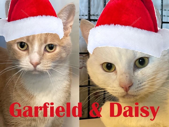 Garfield and Daisy are a bonded pair,  Daisy is a 1 year old, female, DSH, white. Garfield, 3 year old, male, DSH, orange.

2 for 1 Adoption Fee

To adopt or foster, please call the facility. 209-533-3622 or fill out the form https://www.foac.us/cat-adoption-application/