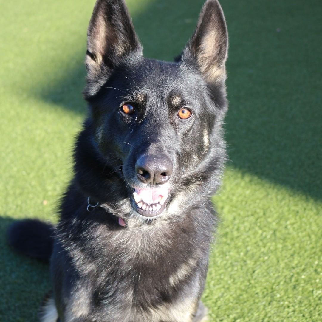 Onyx 😍
This beautiful girl is ready for her forever home. Onyx is very friendly, loves to play, and is housetrained! 

Give us a call at (316) 524-9196 to place a hold on Onyx.
Visit our website www.kshumane.org to learn more about Onyx.
<a target='_blank' href='https://www.instagram.com/explore/tags/AdoptICT/'>#AdoptICT</a>