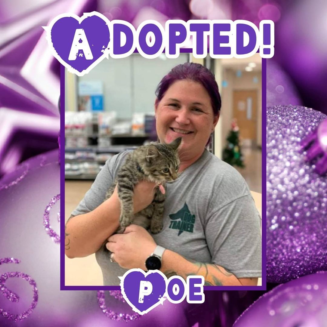 😻HAPPY TAILS!😻 Congrats to Poe, Pistachio and Sebastian on finding wonderful furever homes in time for the holidays! 🥳
<a target='_blank' href='https://www.instagram.com/explore/tags/rescue/'>#rescue</a> <a target='_blank' href='https://www.instagram.com/explore/tags/dontshopadopt/'>#dontshopadopt</a> <a target='_blank' href='https://www.instagram.com/explore/tags/cats/'>#cats</a> <a target='_blank' href='https://www.instagram.com/explore/tags/catsofinstagram/'>#catsofinstagram</a> <a target='_blank' href='https://www.instagram.com/explore/tags/kittens/'>#kittens</a> <a target='_blank' href='https://www.instagram.com/explore/tags/kittensofinstagram/'>#kittensofinstagram</a> <a target='_blank' href='https://www.instagram.com/explore/tags/foster/'>#foster</a> <a target='_blank' href='https://www.instagram.com/explore/tags/fosteringsaveslives/'>#fosteringsaveslives</a> <a target='_blank' href='https://www.instagram.com/explore/tags/onebyoneuntiltherearenone/'>#onebyoneuntiltherearenone</a> 
🎄 shelterfriends.org 🎄