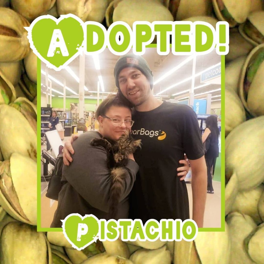 😻HAPPY TAILS!😻 Congrats to Poe, Pistachio and Sebastian on finding wonderful furever homes in time for the holidays! 🥳
<a target='_blank' href='https://www.instagram.com/explore/tags/rescue/'>#rescue</a> <a target='_blank' href='https://www.instagram.com/explore/tags/dontshopadopt/'>#dontshopadopt</a> <a target='_blank' href='https://www.instagram.com/explore/tags/cats/'>#cats</a> <a target='_blank' href='https://www.instagram.com/explore/tags/catsofinstagram/'>#catsofinstagram</a> <a target='_blank' href='https://www.instagram.com/explore/tags/kittens/'>#kittens</a> <a target='_blank' href='https://www.instagram.com/explore/tags/kittensofinstagram/'>#kittensofinstagram</a> <a target='_blank' href='https://www.instagram.com/explore/tags/foster/'>#foster</a> <a target='_blank' href='https://www.instagram.com/explore/tags/fosteringsaveslives/'>#fosteringsaveslives</a> <a target='_blank' href='https://www.instagram.com/explore/tags/onebyoneuntiltherearenone/'>#onebyoneuntiltherearenone</a> 
🎄 shelterfriends.org 🎄