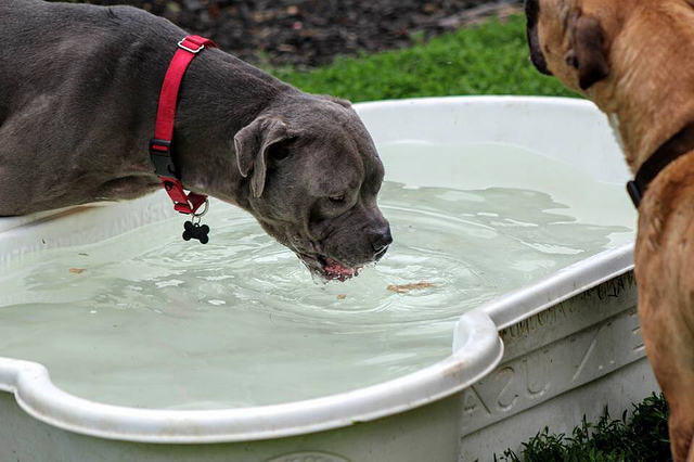 Pool party!! <a target='_blank' href='https://www.instagram.com/explore/tags/summerfun/'>#summerfun</a> <a target='_blank' href='https://www.instagram.com/explore/tags/katana/'>#katana</a> <a target='_blank' href='https://www.instagram.com/explore/tags/apache/'>#apache</a> <a target='_blank' href='https://www.instagram.com/explore/tags/brutt/'>#brutt</a> <a target='_blank' href='https://www.instagram.com/explore/tags/moonshine/'>#moonshine</a> <a target='_blank' href='https://www.instagram.com/explore/tags/detroitanimalwelfaregroup/'>#detroitanimalwelfaregroup</a> <a target='_blank' href='https://www.instagram.com/explore/tags/poolparty/'>#poolparty</a>