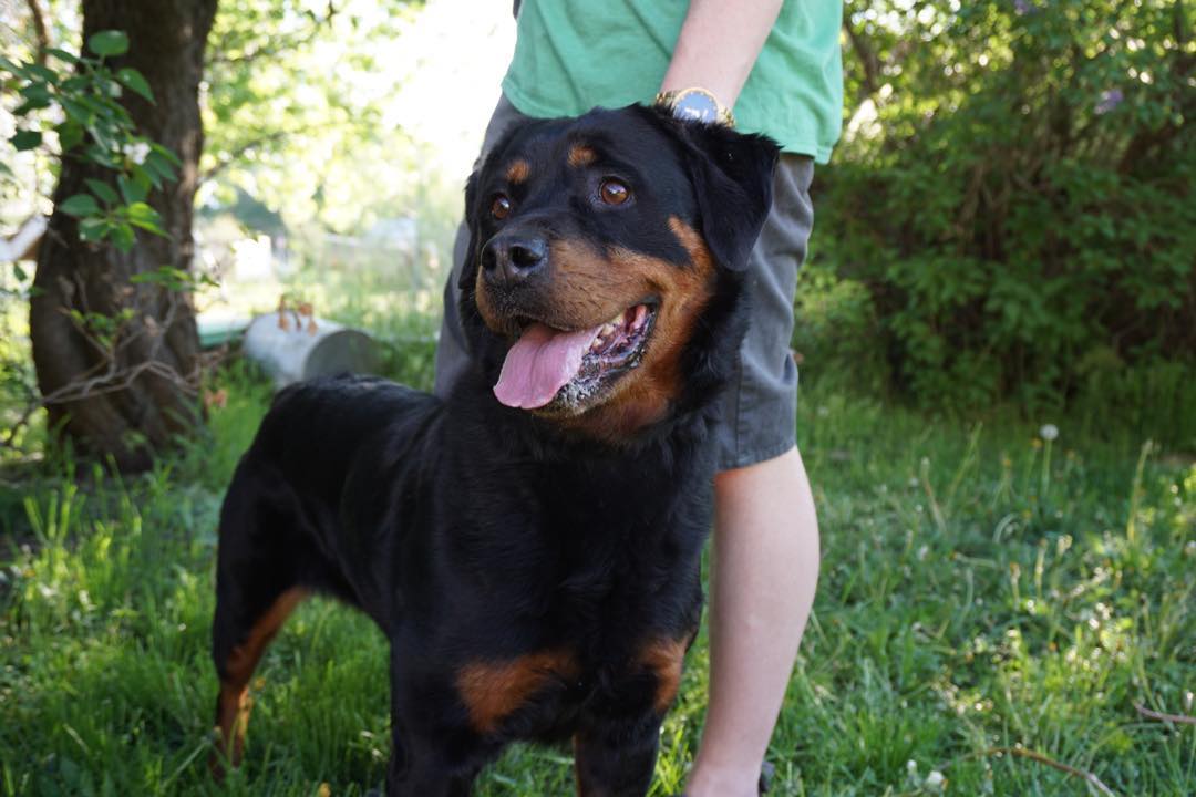 Sophie!
Rottweiler 9 years 
Female/Spayed 
Current on shots 
Microchipped 
Available for Adoption 
Adoption fee $150.00

<a target='_blank' href='https://www.instagram.com/explore/tags/rottweiler/'>#rottweiler</a> <a target='_blank' href='https://www.instagram.com/explore/tags/rottie/'>#rottie</a> <a target='_blank' href='https://www.instagram.com/explore/tags/utah/'>#utah</a> <a target='_blank' href='https://www.instagram.com/explore/tags/rescueanimal/'>#rescueanimal</a> <a target='_blank' href='https://www.instagram.com/explore/tags/adoption/'>#adoption</a>