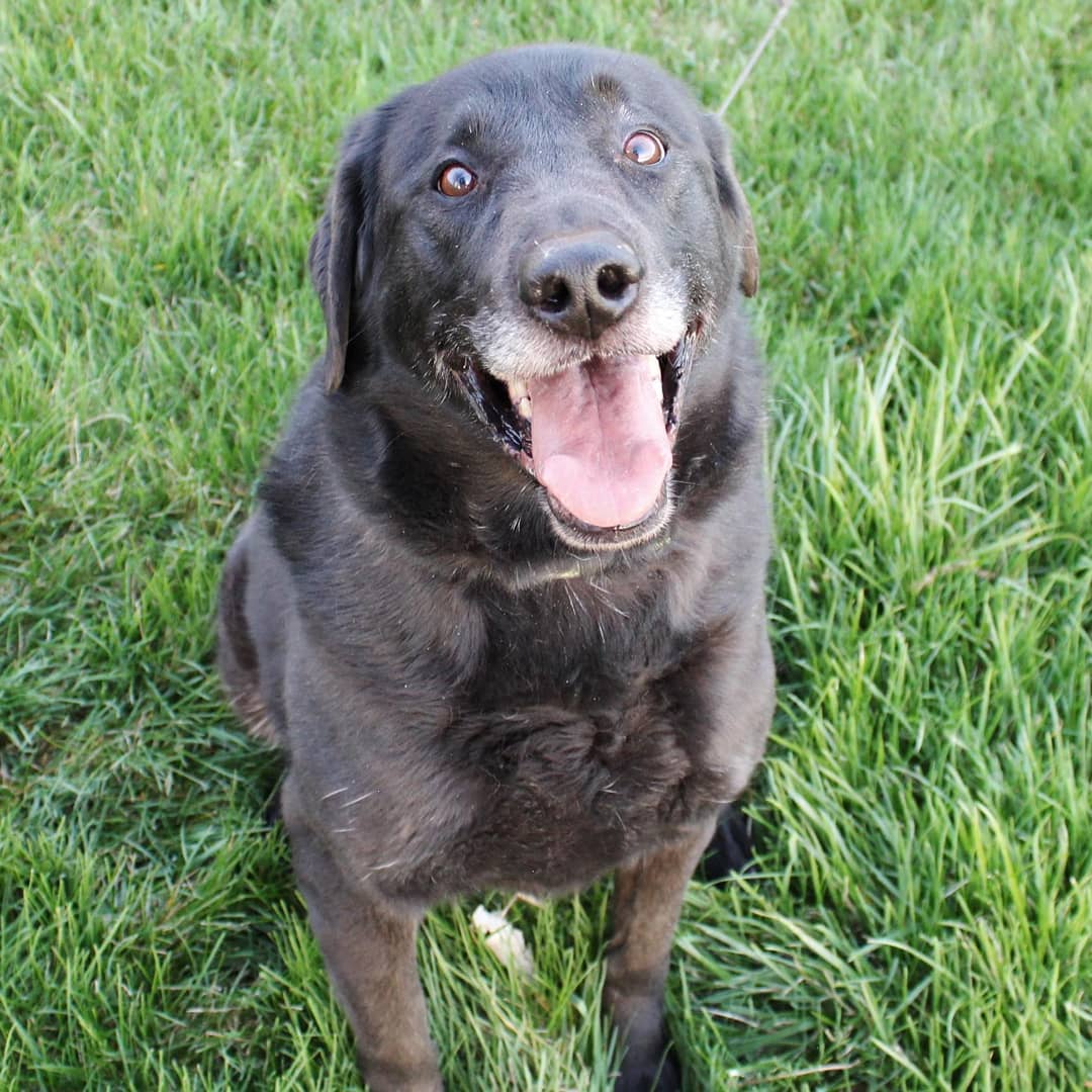 ADOPTED!
Lexi!
Black labrador 
Female/spayed 
Current on shots 
Microchipped
8 years old
Housetrained 
Available for adoption
Adoption fee $150.00