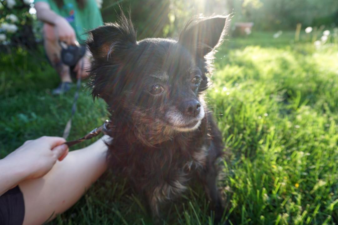 ADOPTED! 
Izzy!
Pomeranian/Pug mix
Female/Spayed 
Current on shots 
Vaccinated 
Microchipped 
Extensive dental done ✅ 
Available for Adoption
Adoption fee $175.00

<a target='_blank' href='https://www.instagram.com/explore/tags/rescueanimals/'>#rescueanimals</a> <a target='_blank' href='https://www.instagram.com/explore/tags/smalldogs/'>#smalldogs</a> <a target='_blank' href='https://www.instagram.com/explore/tags/adoption/'>#adoption</a> <a target='_blank' href='https://www.instagram.com/explore/tags/utah/'>#utah</a> <a target='_blank' href='https://www.instagram.com/explore/tags/fourpaws/'>#fourpaws</a> <a target='_blank' href='https://www.instagram.com/explore/tags/animalwelfare/'>#animalwelfare</a> <a target='_blank' href='https://www.instagram.com/explore/tags/pomerainian/'>#pomerainian</a> <a target='_blank' href='https://www.instagram.com/explore/tags/pug/'>#pug</a>