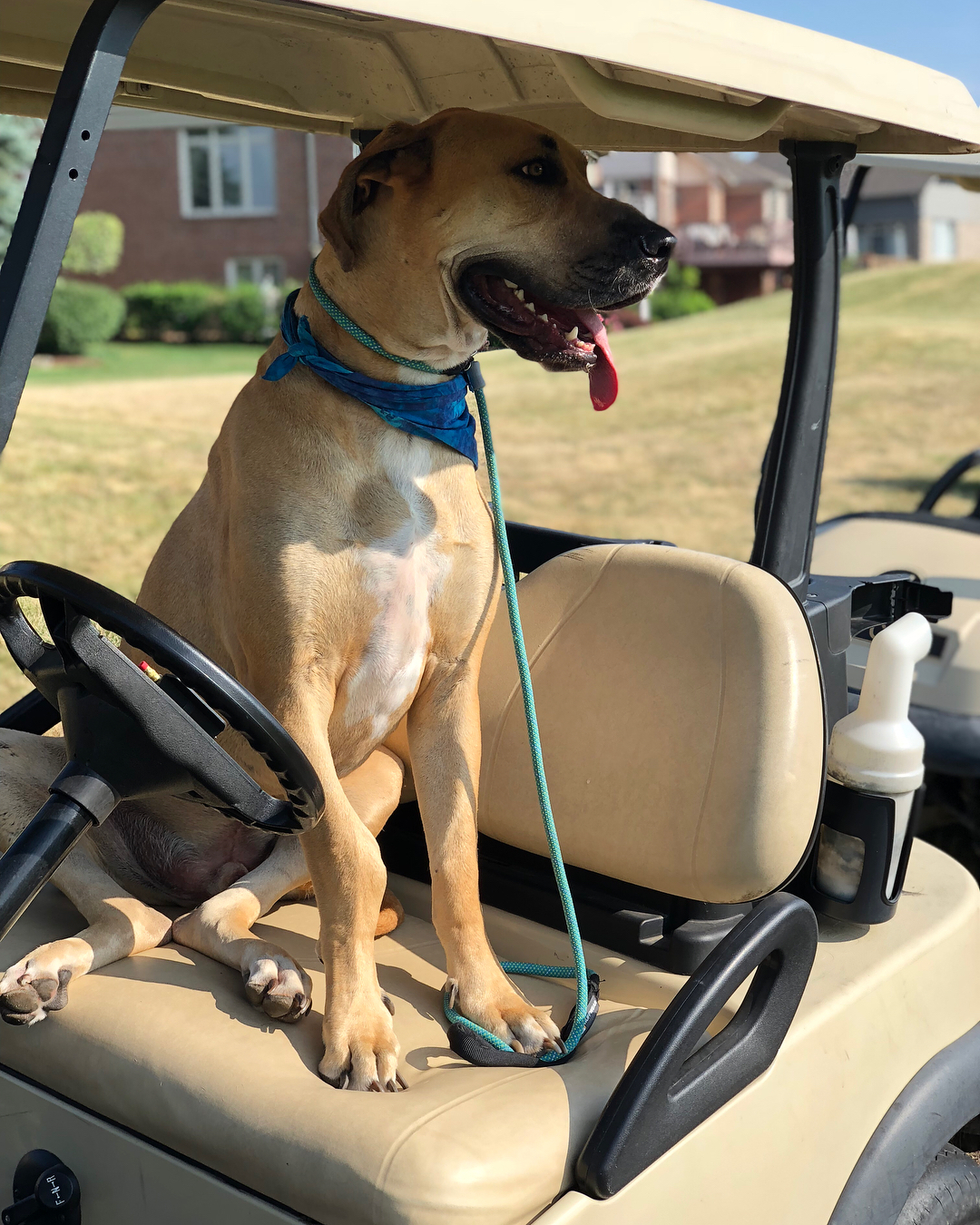 ChuCho was a great driver at our 3rd annual golfing fundraiser!