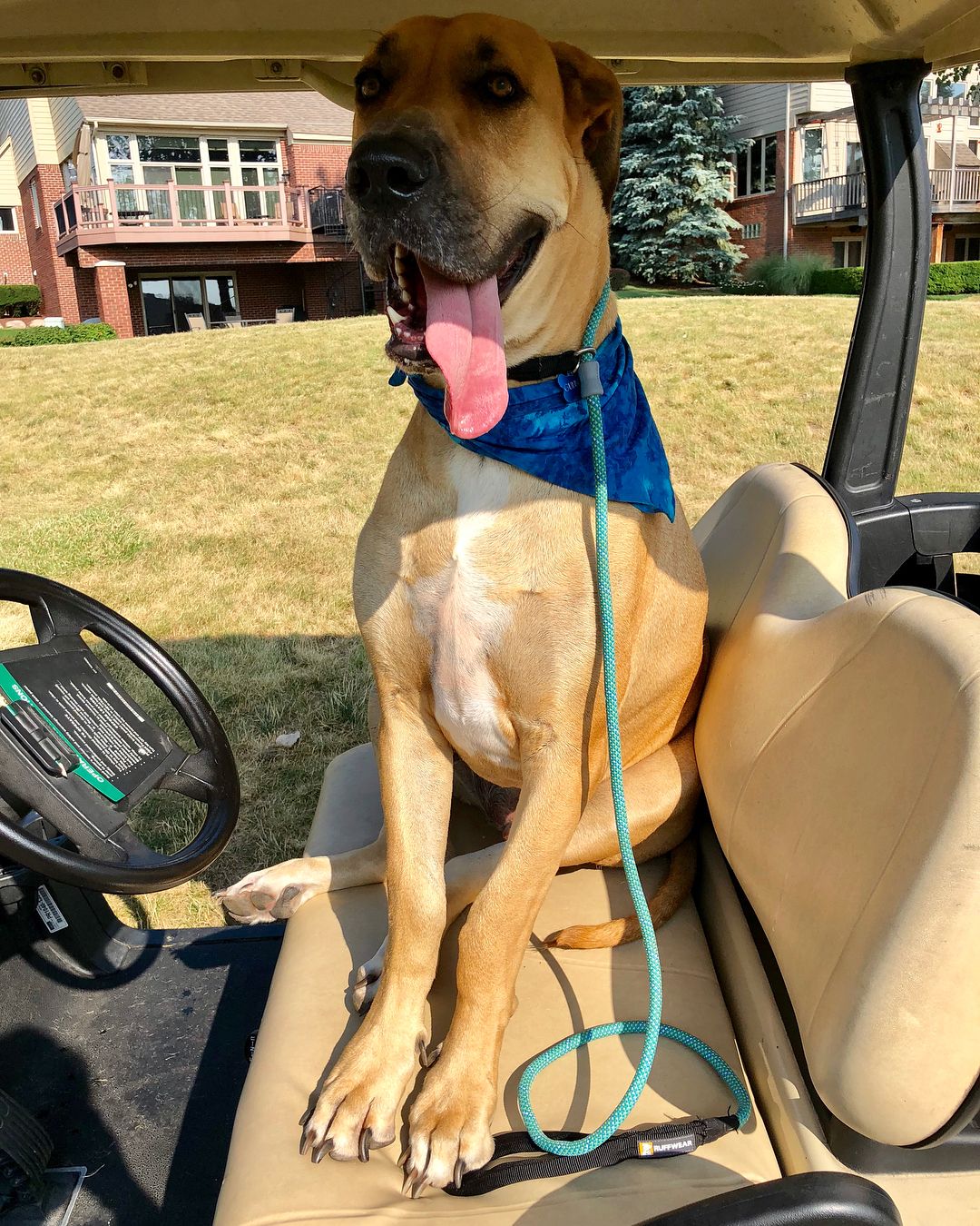 ChuCho was a great driver at our 3rd annual golfing fundraiser!