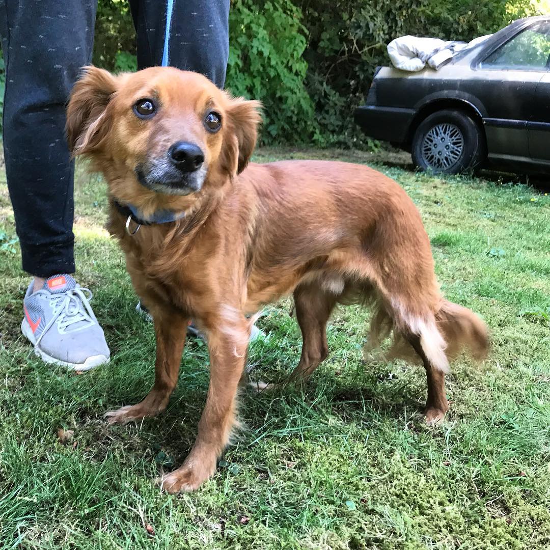 Meet Copper. This little guy came to us all the way from the streets of Mexico, where he would have been euthanized. In spite of what he’s been through, he’s the perfect dog! <a target='_blank' href='https://www.instagram.com/explore/tags/dogstagram/'>#dogstagram</a> <a target='_blank' href='https://www.instagram.com/explore/tags/dog/'>#dog</a> <a target='_blank' href='https://www.instagram.com/explore/tags/dogrescue/'>#dogrescue</a> <a target='_blank' href='https://www.instagram.com/explore/tags/petadoption/'>#petadoption</a> <a target='_blank' href='https://www.instagram.com/explore/tags/adopt/'>#adopt</a> <a target='_blank' href='https://www.instagram.com/explore/tags/adoptdontshop/'>#adoptdontshop</a> <a target='_blank' href='https://www.instagram.com/explore/tags/animalrescue/'>#animalrescue</a> <a target='_blank' href='https://www.instagram.com/explore/tags/adoptme/'>#adoptme</a>