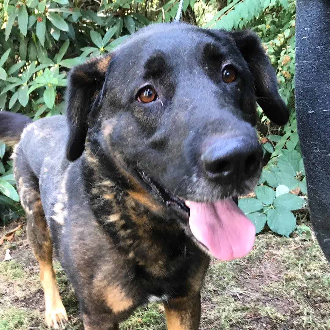 Our newest featured dog is Roscoe! He came to us from a rescue in California that had to evacuate because of forest fires. He’s a happy-go-lucky boy that could use some basic training - but is happy and smart and gets along great with people and other dogs! <a target='_blank' href='https://www.instagram.com/explore/tags/dogsofinstagram/'>#dogsofinstagram</a> <a target='_blank' href='https://www.instagram.com/explore/tags/dogs/'>#dogs</a> <a target='_blank' href='https://www.instagram.com/explore/tags/rescuedog/'>#rescuedog</a> <a target='_blank' href='https://www.instagram.com/explore/tags/petadoption/'>#petadoption</a> <a target='_blank' href='https://www.instagram.com/explore/tags/adoptdontshop/'>#adoptdontshop</a>