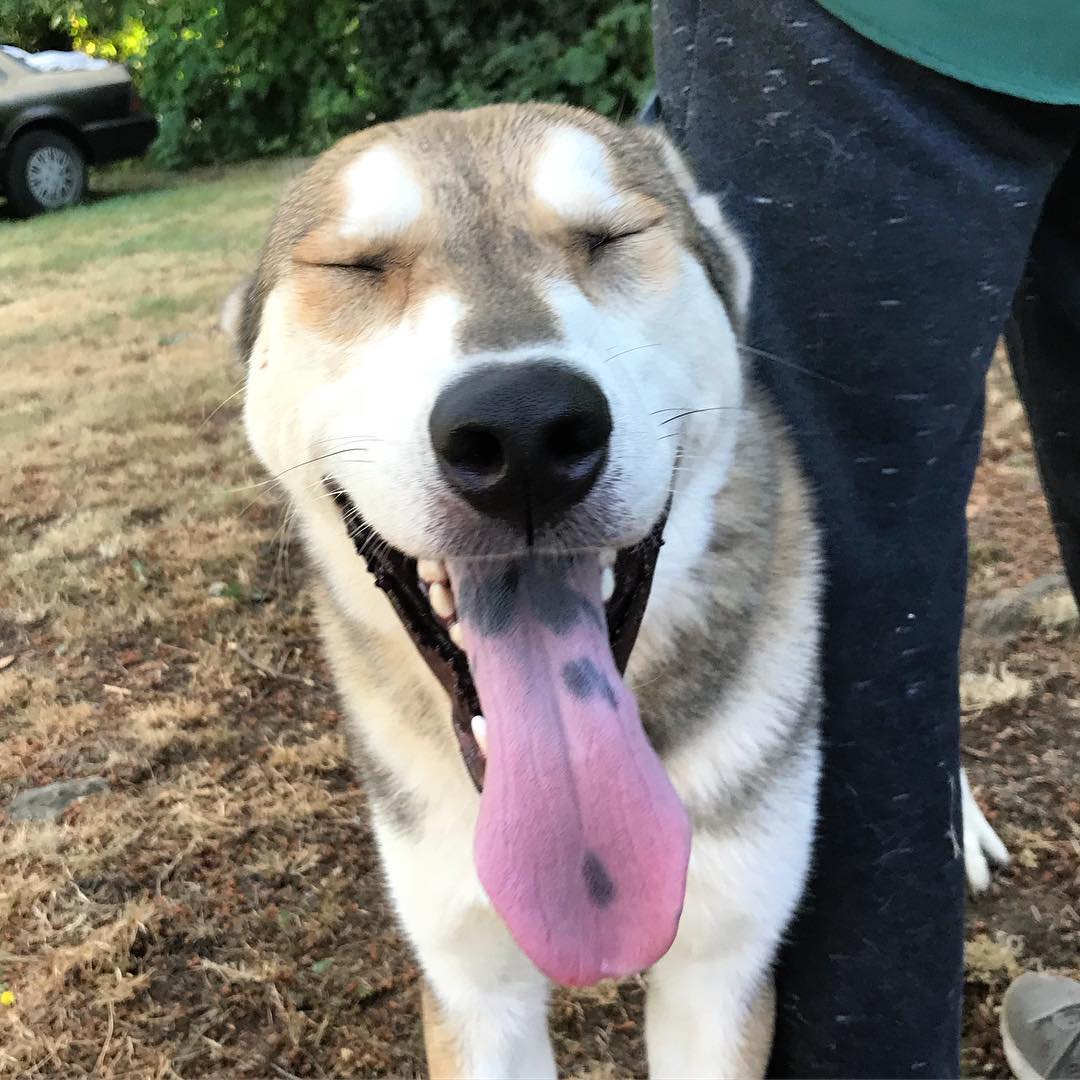 Happy hump day from Puget Sound Rescue. Shiro is patiently waiting for his forever home! <a target='_blank' href='https://www.instagram.com/explore/tags/dogsofinstagram/'>#dogsofinstagram</a> <a target='_blank' href='https://www.instagram.com/explore/tags/dog/'>#dog</a> <a target='_blank' href='https://www.instagram.com/explore/tags/adoption/'>#adoption</a> <a target='_blank' href='https://www.instagram.com/explore/tags/petadoption/'>#petadoption</a> <a target='_blank' href='https://www.instagram.com/explore/tags/adoptdontshop/'>#adoptdontshop</a> <a target='_blank' href='https://www.instagram.com/explore/tags/husky/'>#husky</a>