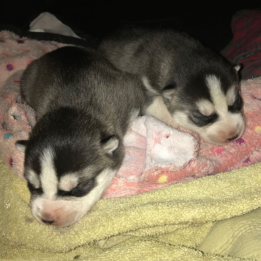 We have puppies! One of our recent rescues came to us with a surprise - a small litter of two little huskies. They are both boys and are growing fast! Stay tuned for when they’re ready for adoption! <a target='_blank' href='https://www.instagram.com/explore/tags/dogsofinstagram/'>#dogsofinstagram</a> <a target='_blank' href='https://www.instagram.com/explore/tags/adoptdontshop/'>#adoptdontshop</a> <a target='_blank' href='https://www.instagram.com/explore/tags/petadoption/'>#petadoption</a> <a target='_blank' href='https://www.instagram.com/explore/tags/adoption/'>#adoption</a> <a target='_blank' href='https://www.instagram.com/explore/tags/huskypuppy/'>#huskypuppy</a> <a target='_blank' href='https://www.instagram.com/explore/tags/husky/'>#husky</a> <a target='_blank' href='https://www.instagram.com/explore/tags/rescuedogsofinstagram/'>#rescuedogsofinstagram</a> <a target='_blank' href='https://www.instagram.com/explore/tags/rescuedog/'>#rescuedog</a> <a target='_blank' href='https://www.instagram.com/explore/tags/puppy/'>#puppy</a>