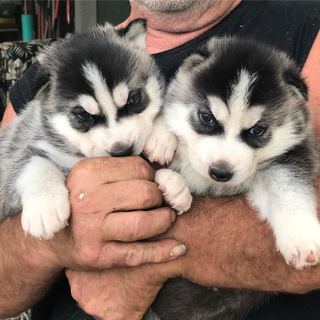 We have puppies! One of our recent rescues came to us with a surprise - a small litter of two little huskies. They are both boys and are growing fast! Stay tuned for when they’re ready for adoption! <a target='_blank' href='https://www.instagram.com/explore/tags/dogsofinstagram/'>#dogsofinstagram</a> <a target='_blank' href='https://www.instagram.com/explore/tags/adoptdontshop/'>#adoptdontshop</a> <a target='_blank' href='https://www.instagram.com/explore/tags/petadoption/'>#petadoption</a> <a target='_blank' href='https://www.instagram.com/explore/tags/adoption/'>#adoption</a> <a target='_blank' href='https://www.instagram.com/explore/tags/huskypuppy/'>#huskypuppy</a> <a target='_blank' href='https://www.instagram.com/explore/tags/husky/'>#husky</a> <a target='_blank' href='https://www.instagram.com/explore/tags/rescuedogsofinstagram/'>#rescuedogsofinstagram</a> <a target='_blank' href='https://www.instagram.com/explore/tags/rescuedog/'>#rescuedog</a> <a target='_blank' href='https://www.instagram.com/explore/tags/puppy/'>#puppy</a>