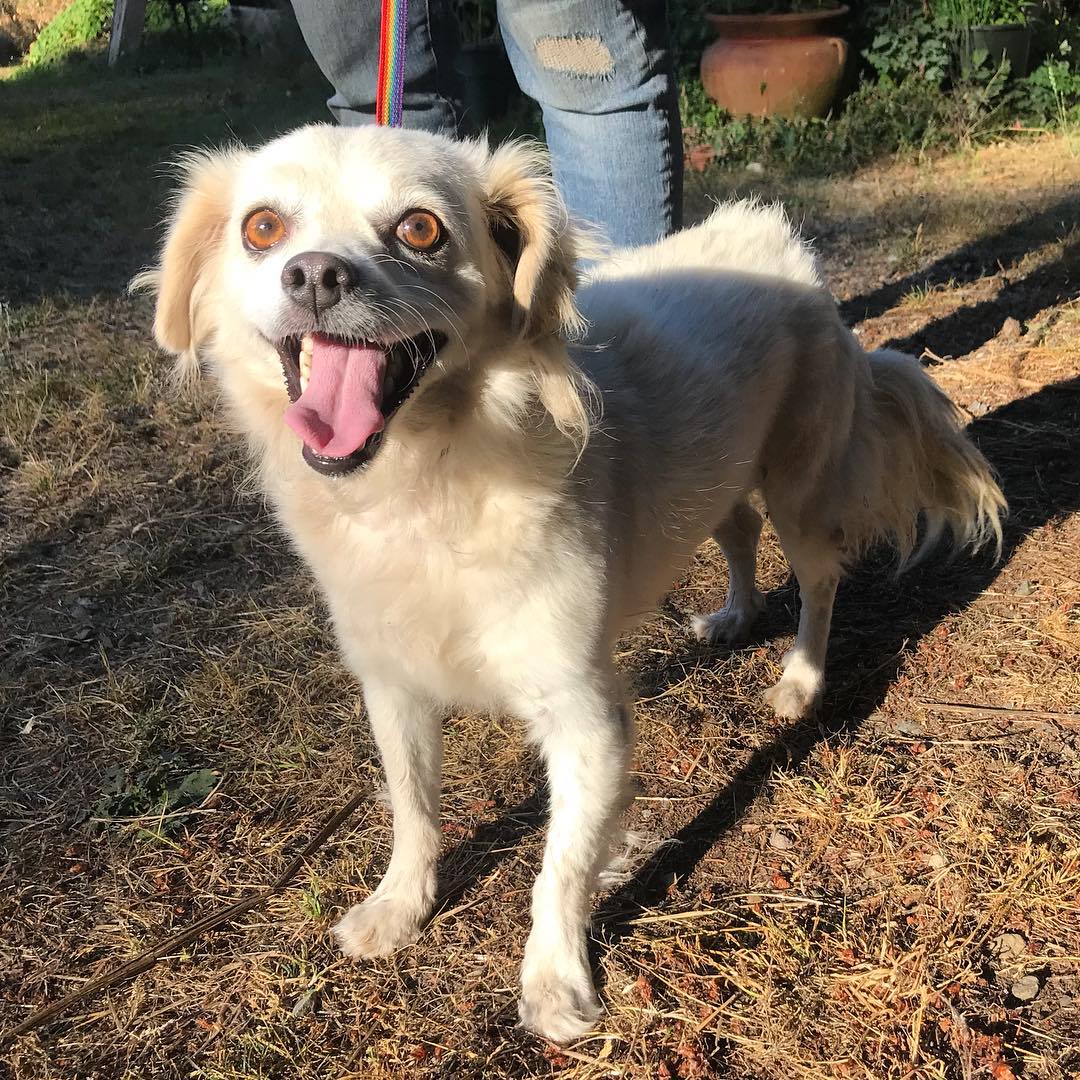 Happy Labor Day from Darby, and all the other doggies, at Puget Sound Rescue! <a target='_blank' href='https://www.instagram.com/explore/tags/dogsofinstagram/'>#dogsofinstagram</a> <a target='_blank' href='https://www.instagram.com/explore/tags/dogs/'>#dogs</a> <a target='_blank' href='https://www.instagram.com/explore/tags/dogrescue/'>#dogrescue</a> <a target='_blank' href='https://www.instagram.com/explore/tags/petadoption/'>#petadoption</a> <a target='_blank' href='https://www.instagram.com/explore/tags/adoptdontshop/'>#adoptdontshop</a> <a target='_blank' href='https://www.instagram.com/explore/tags/adoption/'>#adoption</a> <a target='_blank' href='https://www.instagram.com/explore/tags/dog/'>#dog</a> <a target='_blank' href='https://www.instagram.com/explore/tags/spaniel/'>#spaniel</a> <a target='_blank' href='https://www.instagram.com/explore/tags/adoptme/'>#adoptme</a>