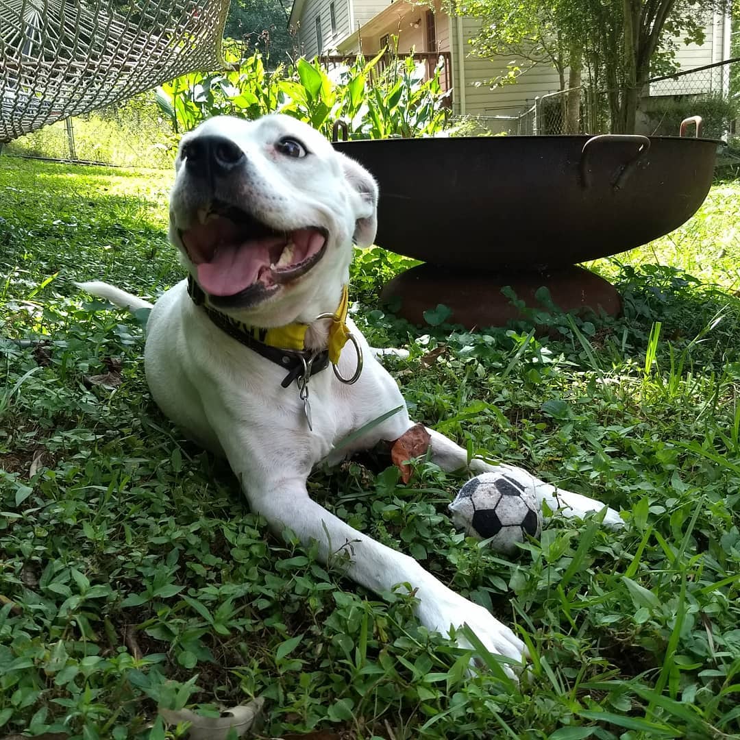 Rocky loves soccer season! Adopt him and take him to your favorite patio to watch the game. 
<a target='_blank' href='https://www.instagram.com/explore/tags/adoptdontshop/'>#adoptdontshop</a> <a target='_blank' href='https://www.instagram.com/explore/tags/atlrescue/'>#atlrescue</a> <a target='_blank' href='https://www.instagram.com/explore/tags/atlantarescuedogs/'>#atlantarescuedogs</a> <a target='_blank' href='https://www.instagram.com/explore/tags/fosterdog/'>#fosterdog</a>