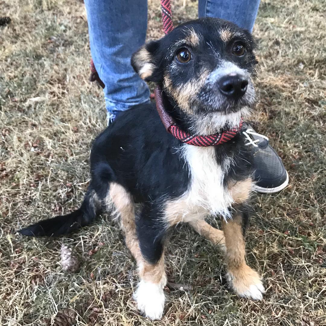 Jackie is a cute little wiry terrier that prances around her foster home. She is patiently waiting for her forever home! <a target='_blank' href='https://www.instagram.com/explore/tags/dogsofinstagram/'>#dogsofinstagram</a> <a target='_blank' href='https://www.instagram.com/explore/tags/dogs/'>#dogs</a> <a target='_blank' href='https://www.instagram.com/explore/tags/terrier/'>#terrier</a> <a target='_blank' href='https://www.instagram.com/explore/tags/terriersofinstagram/'>#terriersofinstagram</a> <a target='_blank' href='https://www.instagram.com/explore/tags/tricolor/'>#tricolor</a> <a target='_blank' href='https://www.instagram.com/explore/tags/dogrescue/'>#dogrescue</a> <a target='_blank' href='https://www.instagram.com/explore/tags/adoptme/'>#adoptme</a> <a target='_blank' href='https://www.instagram.com/explore/tags/adoption/'>#adoption</a> <a target='_blank' href='https://www.instagram.com/explore/tags/adoptdontshop/'>#adoptdontshop</a> <a target='_blank' href='https://www.instagram.com/explore/tags/rescuedog/'>#rescuedog</a>