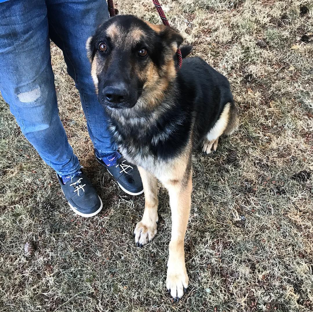 Macgyver came to us from a shelter in southern California where he was on the list to be euthanized. He’s an incredibly sweet and submissive German Shepherd. He would do great with some basic training and confidence building. <a target='_blank' href='https://www.instagram.com/explore/tags/germanshepherd/'>#germanshepherd</a> <a target='_blank' href='https://www.instagram.com/explore/tags/gsd/'>#gsd</a> <a target='_blank' href='https://www.instagram.com/explore/tags/adoptdontshop/'>#adoptdontshop</a> <a target='_blank' href='https://www.instagram.com/explore/tags/adoption/'>#adoption</a> <a target='_blank' href='https://www.instagram.com/explore/tags/petadoption/'>#petadoption</a> <a target='_blank' href='https://www.instagram.com/explore/tags/dogrescue/'>#dogrescue</a> <a target='_blank' href='https://www.instagram.com/explore/tags/rescueme/'>#rescueme</a> <a target='_blank' href='https://www.instagram.com/explore/tags/dog/'>#dog</a> <a target='_blank' href='https://www.instagram.com/explore/tags/dogsofinstagram/'>#dogsofinstagram</a>