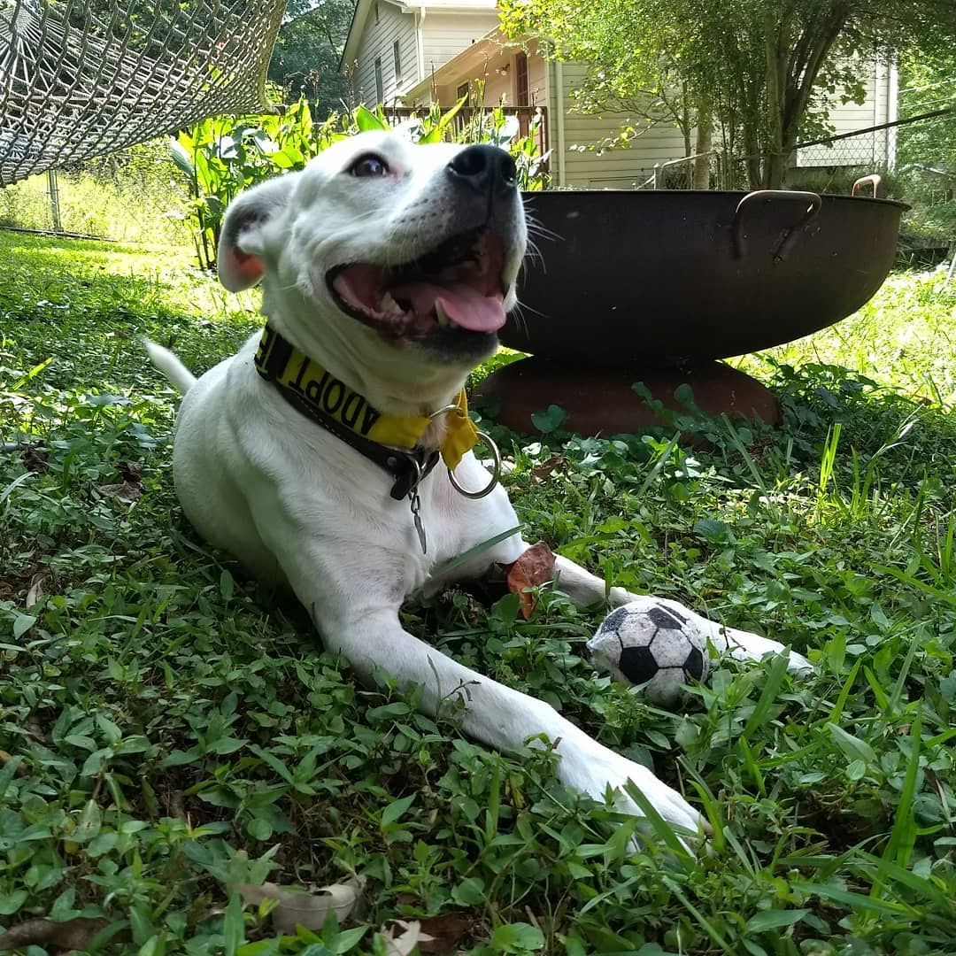 Rocky loves soccer season! Adopt him and take him to your favorite patio to watch the game. 
<a target='_blank' href='https://www.instagram.com/explore/tags/adoptdontshop/'>#adoptdontshop</a> <a target='_blank' href='https://www.instagram.com/explore/tags/atlrescue/'>#atlrescue</a> <a target='_blank' href='https://www.instagram.com/explore/tags/atlantarescuedogs/'>#atlantarescuedogs</a> <a target='_blank' href='https://www.instagram.com/explore/tags/fosterdog/'>#fosterdog</a>