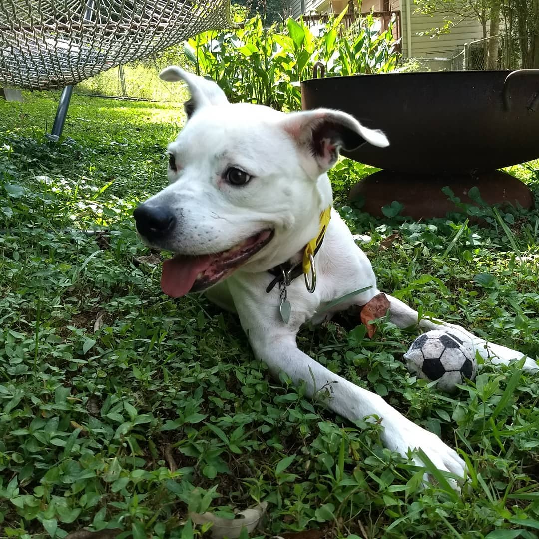 Rocky loves soccer season! Adopt him and take him to your favorite patio to watch the game. 
<a target='_blank' href='https://www.instagram.com/explore/tags/adoptdontshop/'>#adoptdontshop</a> <a target='_blank' href='https://www.instagram.com/explore/tags/atlrescue/'>#atlrescue</a> <a target='_blank' href='https://www.instagram.com/explore/tags/atlantarescuedogs/'>#atlantarescuedogs</a> <a target='_blank' href='https://www.instagram.com/explore/tags/fosterdog/'>#fosterdog</a>