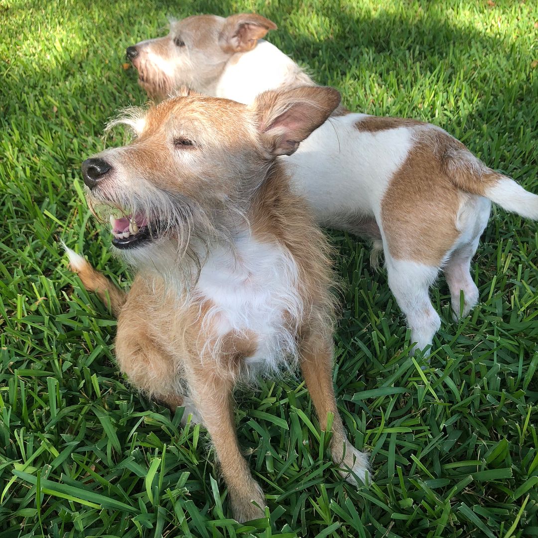 Happy tails! We recently received an update about two of our rescue alumni. Rusty and Ralphie are brothers that were rescued from a hoarding situation. 8 years ago we adopted them to their forever home. They’ve since moved to Texas and just celebrated their 10th birthday. Their owner says “Rusty absolutely loves the sunshine down here. Every time we let them out, he will find the brightest spot and lay in the sun. Ralphie loves to eat and has become a bit chubby but nothing out of hand. We love having Rusty and Ralphie in our lives and can’t imagine life without them.” <a target='_blank' href='https://www.instagram.com/explore/tags/dogsofinstagram/'>#dogsofinstagram</a> <a target='_blank' href='https://www.instagram.com/explore/tags/dog/'>#dog</a> <a target='_blank' href='https://www.instagram.com/explore/tags/dogs/'>#dogs</a> <a target='_blank' href='https://www.instagram.com/explore/tags/dogrescue/'>#dogrescue</a> <a target='_blank' href='https://www.instagram.com/explore/tags/adoptdontshop/'>#adoptdontshop</a> <a target='_blank' href='https://www.instagram.com/explore/tags/rescuedogsofinstagram/'>#rescuedogsofinstagram</a> <a target='_blank' href='https://www.instagram.com/explore/tags/rescuedogs/'>#rescuedogs</a> <a target='_blank' href='https://www.instagram.com/explore/tags/terrier/'>#terrier</a> <a target='_blank' href='https://www.instagram.com/explore/tags/happytails/'>#happytails</a> <a target='_blank' href='https://www.instagram.com/explore/tags/fureverhome/'>#fureverhome</a>