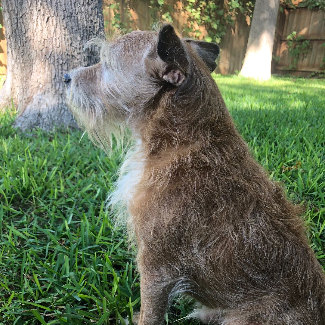 Happy tails! We recently received an update about two of our rescue alumni. Rusty and Ralphie are brothers that were rescued from a hoarding situation. 8 years ago we adopted them to their forever home. They’ve since moved to Texas and just celebrated their 10th birthday. Their owner says “Rusty absolutely loves the sunshine down here. Every time we let them out, he will find the brightest spot and lay in the sun. Ralphie loves to eat and has become a bit chubby but nothing out of hand. We love having Rusty and Ralphie in our lives and can’t imagine life without them.” <a target='_blank' href='https://www.instagram.com/explore/tags/dogsofinstagram/'>#dogsofinstagram</a> <a target='_blank' href='https://www.instagram.com/explore/tags/dog/'>#dog</a> <a target='_blank' href='https://www.instagram.com/explore/tags/dogs/'>#dogs</a> <a target='_blank' href='https://www.instagram.com/explore/tags/dogrescue/'>#dogrescue</a> <a target='_blank' href='https://www.instagram.com/explore/tags/adoptdontshop/'>#adoptdontshop</a> <a target='_blank' href='https://www.instagram.com/explore/tags/rescuedogsofinstagram/'>#rescuedogsofinstagram</a> <a target='_blank' href='https://www.instagram.com/explore/tags/rescuedogs/'>#rescuedogs</a> <a target='_blank' href='https://www.instagram.com/explore/tags/terrier/'>#terrier</a> <a target='_blank' href='https://www.instagram.com/explore/tags/happytails/'>#happytails</a> <a target='_blank' href='https://www.instagram.com/explore/tags/fureverhome/'>#fureverhome</a>