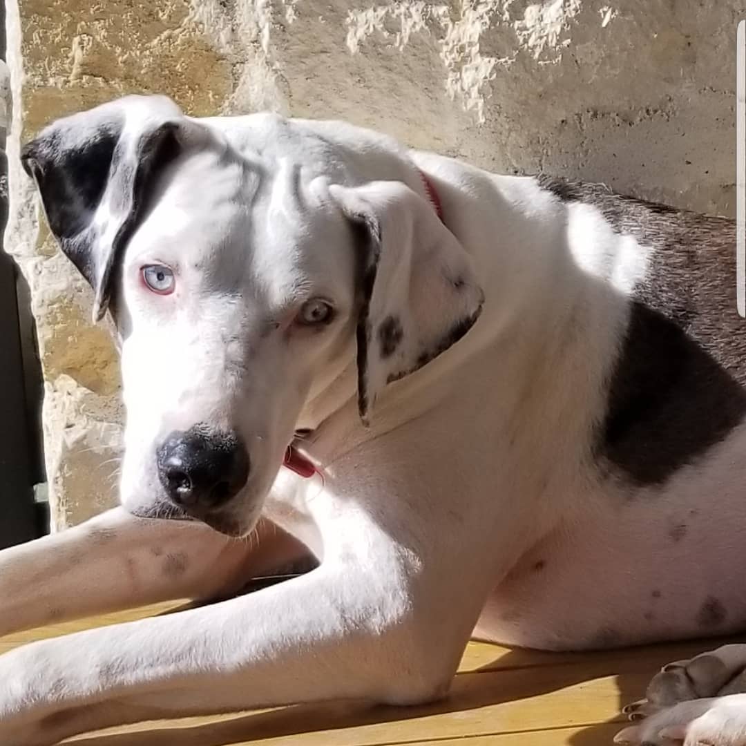 Sweet Nelson is visually impaired but that doesnt slow him down!!
He will need a special family to adopt him but he will be great in a home with kids and all other animals. He is super sweet and smiles when he's happy😁 
<a target='_blank' href='https://www.instagram.com/explore/tags/adoptdontshop/'>#adoptdontshop</a>
<a target='_blank' href='https://www.instagram.com/explore/tags/specialneeddogsneedlovetoo/'>#specialneeddogsneedlovetoo</a>
<a target='_blank' href='https://www.instagram.com/explore/tags/nelsonsmiles/'>#nelsonsmiles</a>
<a target='_blank' href='https://www.instagram.com/explore/tags/pittypawsbullyrescue/'>#pittypawsbullyrescue</a>