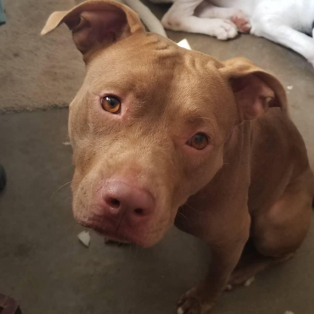 This is Princess❤
She is a very sweet, quiet little girl who gets along with everyone who's nice to her. She's about a year old and enjoys playing with chew toys and her friends. 🐾 <a target='_blank' href='https://www.instagram.com/explore/tags/adoptdontshop/'>#adoptdontshop</a> <a target='_blank' href='https://www.instagram.com/explore/tags/adoption/'>#adoption</a> <a target='_blank' href='https://www.instagram.com/explore/tags/foster/'>#foster</a> <a target='_blank' href='https://www.instagram.com/explore/tags/doggo/'>#doggo</a> <a target='_blank' href='https://www.instagram.com/explore/tags/doggy/'>#doggy</a> <a target='_blank' href='https://www.instagram.com/explore/tags/dogsofig/'>#dogsofig</a> <a target='_blank' href='https://www.instagram.com/explore/tags/doglovers/'>#doglovers</a> <a target='_blank' href='https://www.instagram.com/explore/tags/dogslife/'>#dogslife</a> <a target='_blank' href='https://www.instagram.com/explore/tags/doglove/'>#doglove</a> <a target='_blank' href='https://www.instagram.com/explore/tags/doggie/'>#doggie</a> <a target='_blank' href='https://www.instagram.com/explore/tags/puppyeyes/'>#puppyeyes</a> <a target='_blank' href='https://www.instagram.com/explore/tags/dogs_of_instagram/'>#dogs_of_instagram</a> <a target='_blank' href='https://www.instagram.com/explore/tags/cutedog/'>#cutedog</a> <a target='_blank' href='https://www.instagram.com/explore/tags/lovedogs/'>#lovedogs</a> <a target='_blank' href='https://www.instagram.com/explore/tags/cutedogs/'>#cutedogs</a> <a target='_blank' href='https://www.instagram.com/explore/tags/dogsofinsta/'>#dogsofinsta</a> <a target='_blank' href='https://www.instagram.com/explore/tags/puppiesofinstagram/'>#puppiesofinstagram</a> <a target='_blank' href='https://www.instagram.com/explore/tags/cuteness/'>#cuteness</a> <a target='_blank' href='https://www.instagram.com/explore/tags/adoptme/'>#adoptme</a> <a target='_blank' href='https://www.instagram.com/explore/tags/likes/'>#likes</a> <a target='_blank' href='https://www.instagram.com/explore/tags/followus/'>#followus</a>