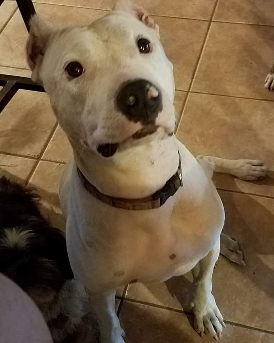 Y'all!! Twiggy still needs her own family! She is the absolute sweetest girl! She lives to be loved on and snuggled! Twiggy is house broke and crate trained, utd on shots, microchipped and spayed. Let's get her own family for Thanksgiving! ❤🐾❤🐾 <a target='_blank' href='https://www.instagram.com/explore/tags/adoptdontshop/'>#adoptdontshop</a> <a target='_blank' href='https://www.instagram.com/explore/tags/adoption/'>#adoption</a> <a target='_blank' href='https://www.instagram.com/explore/tags/foster/'>#foster</a> <a target='_blank' href='https://www.instagram.com/explore/tags/doggo/'>#doggo</a> <a target='_blank' href='https://www.instagram.com/explore/tags/doggy/'>#doggy</a> <a target='_blank' href='https://www.instagram.com/explore/tags/dogsofig/'>#dogsofig</a> <a target='_blank' href='https://www.instagram.com/explore/tags/doglovers/'>#doglovers</a> <a target='_blank' href='https://www.instagram.com/explore/tags/dogslife/'>#dogslife</a> <a target='_blank' href='https://www.instagram.com/explore/tags/doglove/'>#doglove</a> <a target='_blank' href='https://www.instagram.com/explore/tags/doggie/'>#doggie</a> <a target='_blank' href='https://www.instagram.com/explore/tags/puppyeyes/'>#puppyeyes</a> <a target='_blank' href='https://www.instagram.com/explore/tags/dogs_of_instagram/'>#dogs_of_instagram</a> <a target='_blank' href='https://www.instagram.com/explore/tags/cutedog/'>#cutedog</a> <a target='_blank' href='https://www.instagram.com/explore/tags/lovedogs/'>#lovedogs</a> <a target='_blank' href='https://www.instagram.com/explore/tags/cutedogs/'>#cutedogs</a> <a target='_blank' href='https://www.instagram.com/explore/tags/dogsofinsta/'>#dogsofinsta</a> <a target='_blank' href='https://www.instagram.com/explore/tags/puppiesofinstagram/'>#puppiesofinstagram</a> <a target='_blank' href='https://www.instagram.com/explore/tags/cuteness/'>#cuteness</a> <a target='_blank' href='https://www.instagram.com/explore/tags/adoptme/'>#adoptme</a> <a target='_blank' href='https://www.instagram.com/explore/tags/likes/'>#likes</a> <a target='_blank' href='https://www.instagram.com/explore/tags/followus/'>#followus</a>