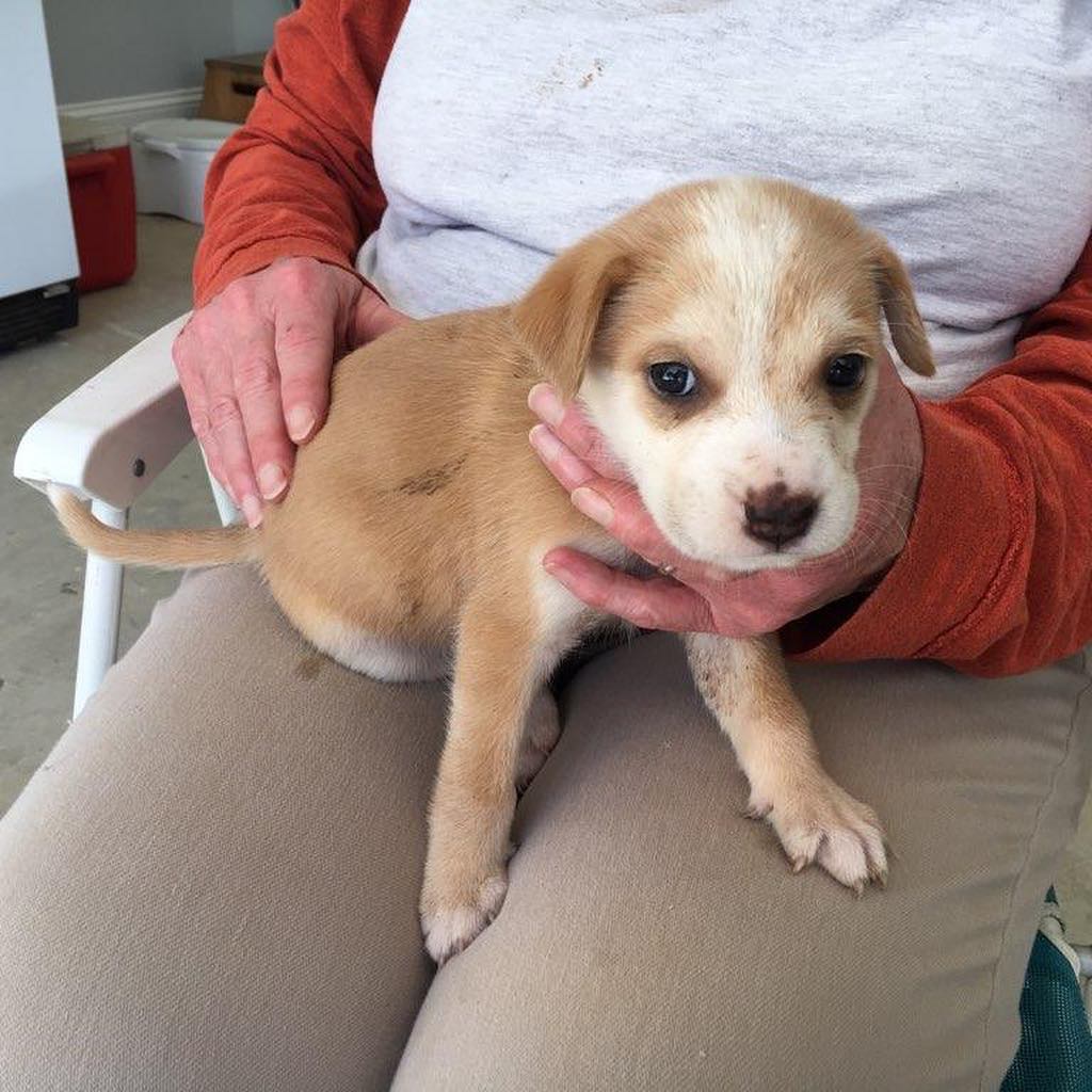 FOSTERS NEEDED! 5 adorable puppies were found in a ditch and we would like to help but need foster homes. .
.
If you can foster, please email us at info@animalactionrescue.org