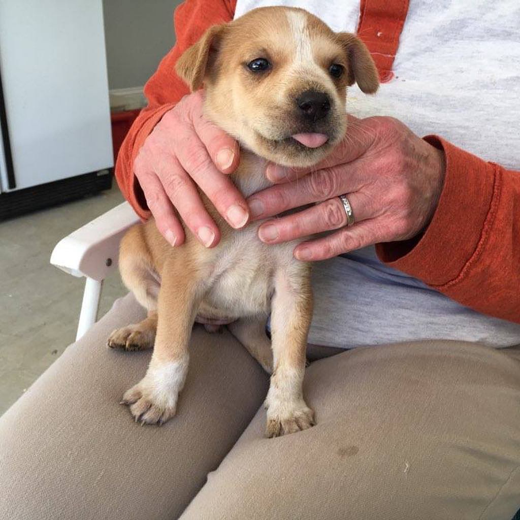 FOSTERS NEEDED! 5 adorable puppies were found in a ditch and we would like to help but need foster homes. .
.
If you can foster, please email us at info@animalactionrescue.org