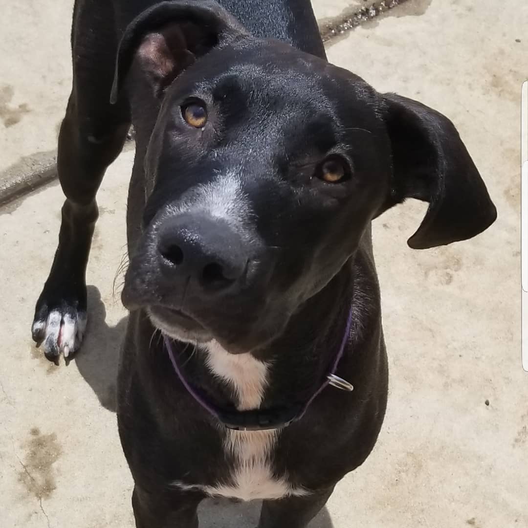 This is Toby and he needs a family. He came to us with his brother Mason the morning after a bad thunderstorm ,  both had zip ties around their necks. Mason got adopted a couple months ago so now its Toby's turn! He plays well with other dogs, good with kids, healthy respect for cats and horses and loves the water. He's almost a year old and a decent size dog who is still very much a puppy so this is important for people to think about before considering adopting Toby or any dog who will take a little more time, work and attention than a dog over 2-3 yrs old. But they do grow out of that eventually!!