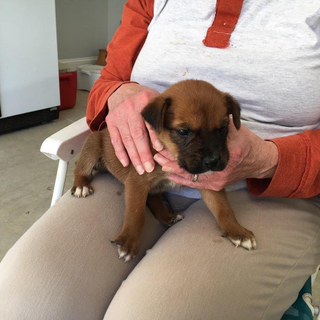 FOSTERS NEEDED! 5 adorable puppies were found in a ditch and we would like to help but need foster homes. .
.
If you can foster, please email us at info@animalactionrescue.org