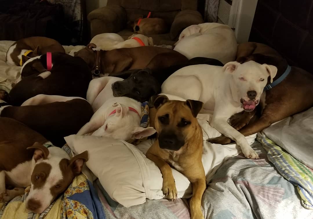 This is how we keep our rescue dogs while they wait to be adopted💜💛🧡❤
<a target='_blank' href='https://www.instagram.com/explore/tags/happydogs/'>#happydogs</a>
<a target='_blank' href='https://www.instagram.com/explore/tags/adoptdontshop/'>#adoptdontshop</a><a target='_blank' href='https://www.instagram.com/explore/tags/pittypaws/'>#pittypaws</a>
<a target='_blank' href='https://www.instagram.com/explore/tags/rescuedogsrock/'>#rescuedogsrock</a><a target='_blank' href='https://www.instagram.com/explore/tags/kennelfreerescue/'>#kennelfreerescue</a>