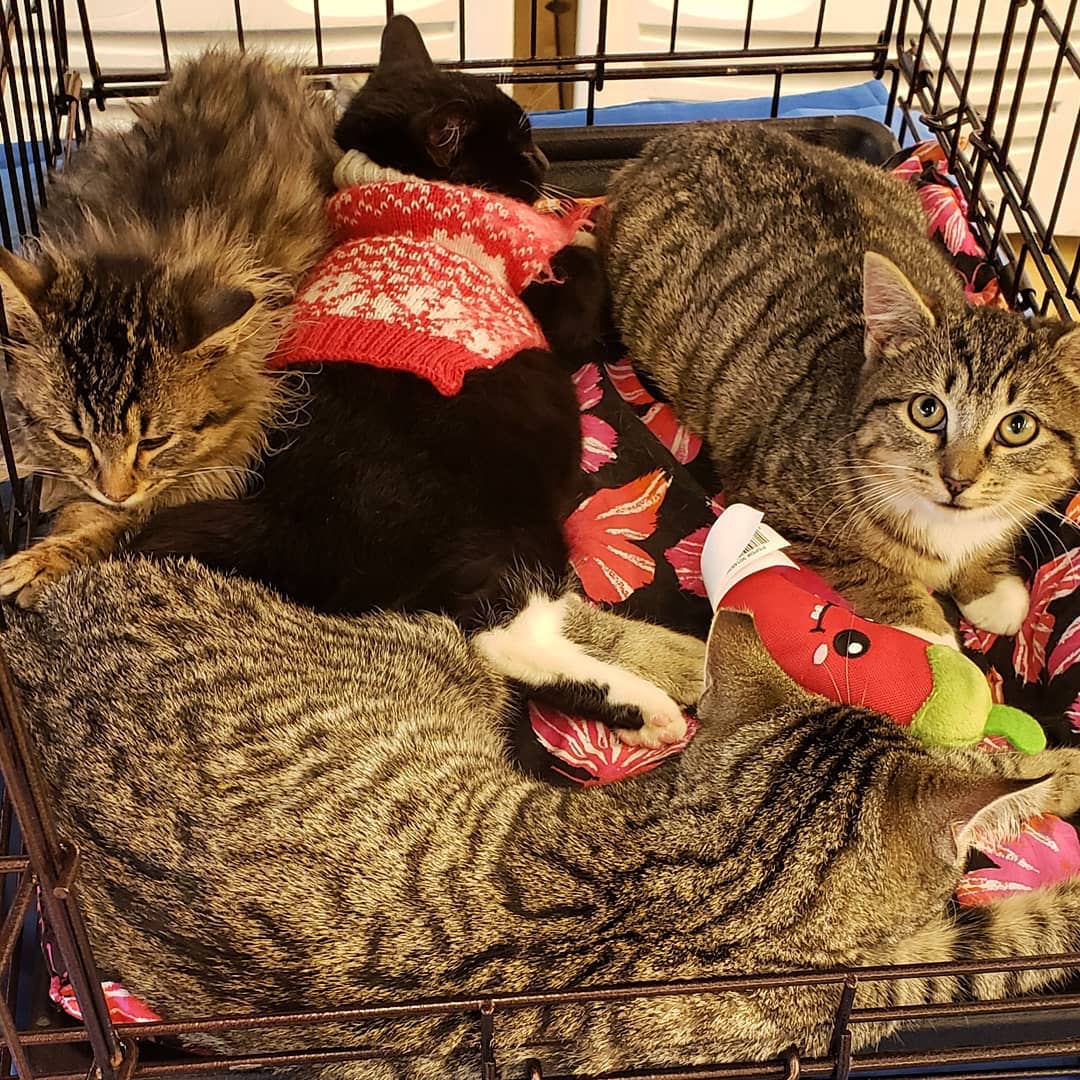 We have a pile of kittens at our adoption event today! Stop by to say hi and meet them all!