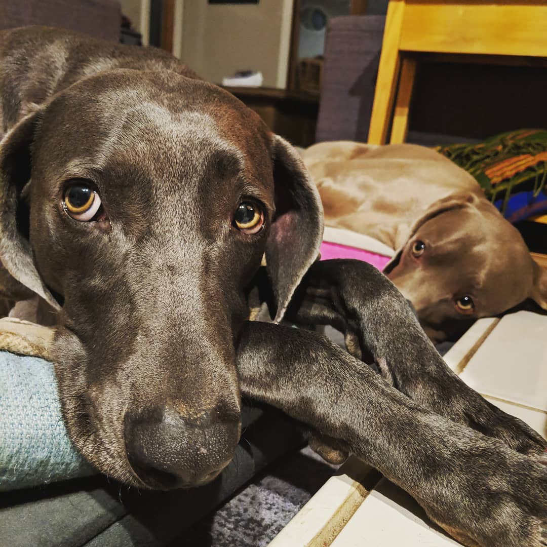 Those eyes get me every time! <a target='_blank' href='https://www.instagram.com/explore/tags/love/'>#love</a> <a target='_blank' href='https://www.instagram.com/explore/tags/adoptdontshop/'>#adoptdontshop</a> <a target='_blank' href='https://www.instagram.com/explore/tags/weimaraner/'>#weimaraner</a> <a target='_blank' href='https://www.instagram.com/explore/tags/puppydogeyes/'>#puppydogeyes</a> <a target='_blank' href='https://www.instagram.com/explore/tags/glwr/'>#glwr</a> <a target='_blank' href='https://www.instagram.com/explore/tags/greatlakesweimrescue/'>#greatlakesweimrescue</a> <a target='_blank' href='https://www.instagram.com/explore/tags/greatlakesweimaranerrescue/'>#greatlakesweimaranerrescue</a>